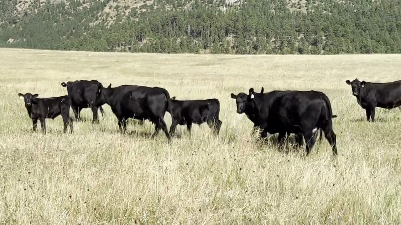 89 3 Year Old Black Angus Bred Cows Wyoming