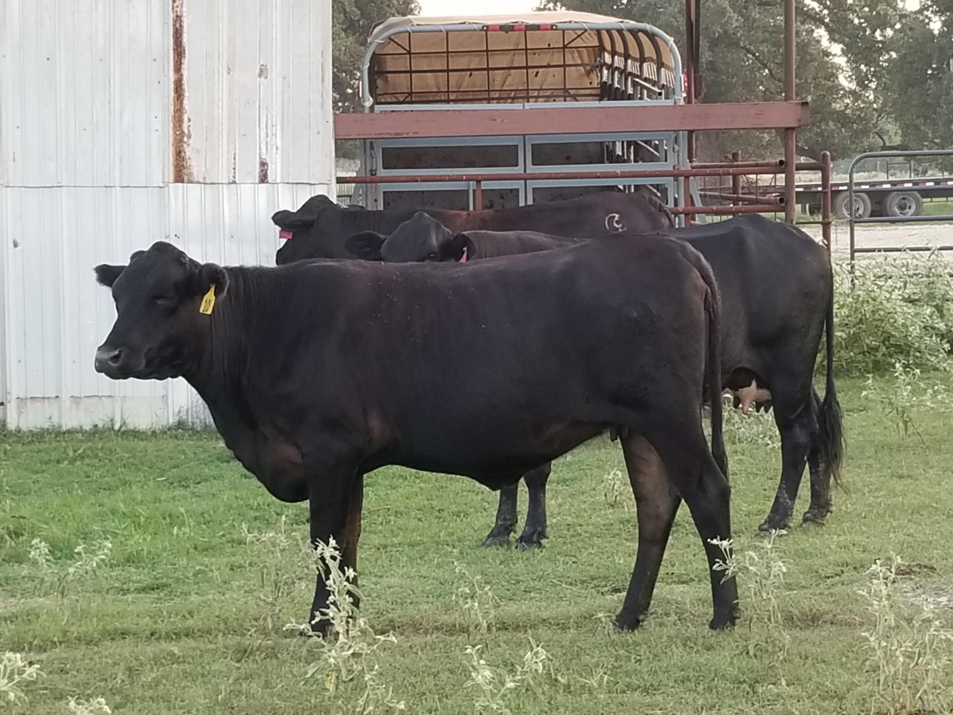 74 Angus Cross Cows Texas