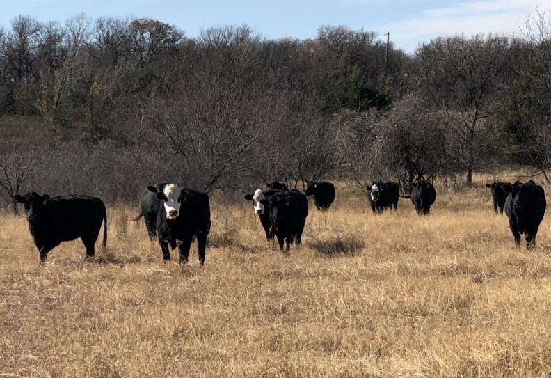 100 Fancy Angus Cows Texas