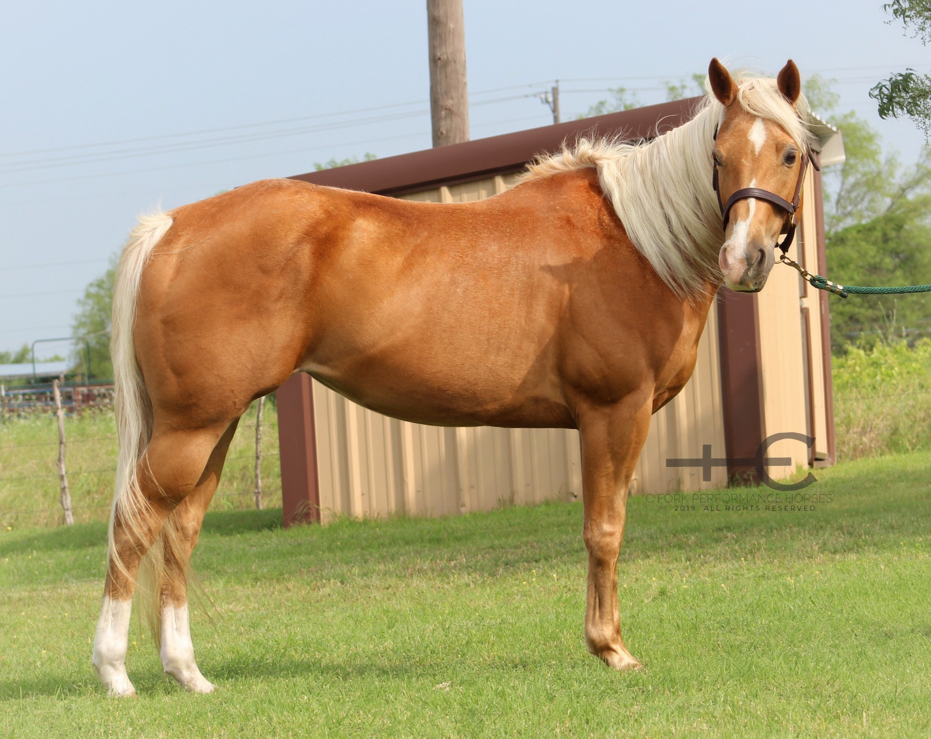 Quiet, SAFE, Palomino Mare