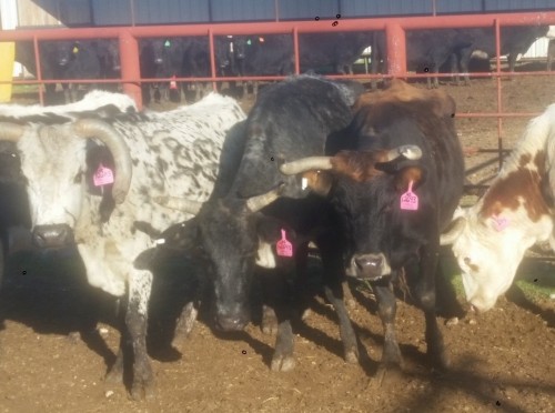 6 - Longhorn Corriente Cross Cows - Texas