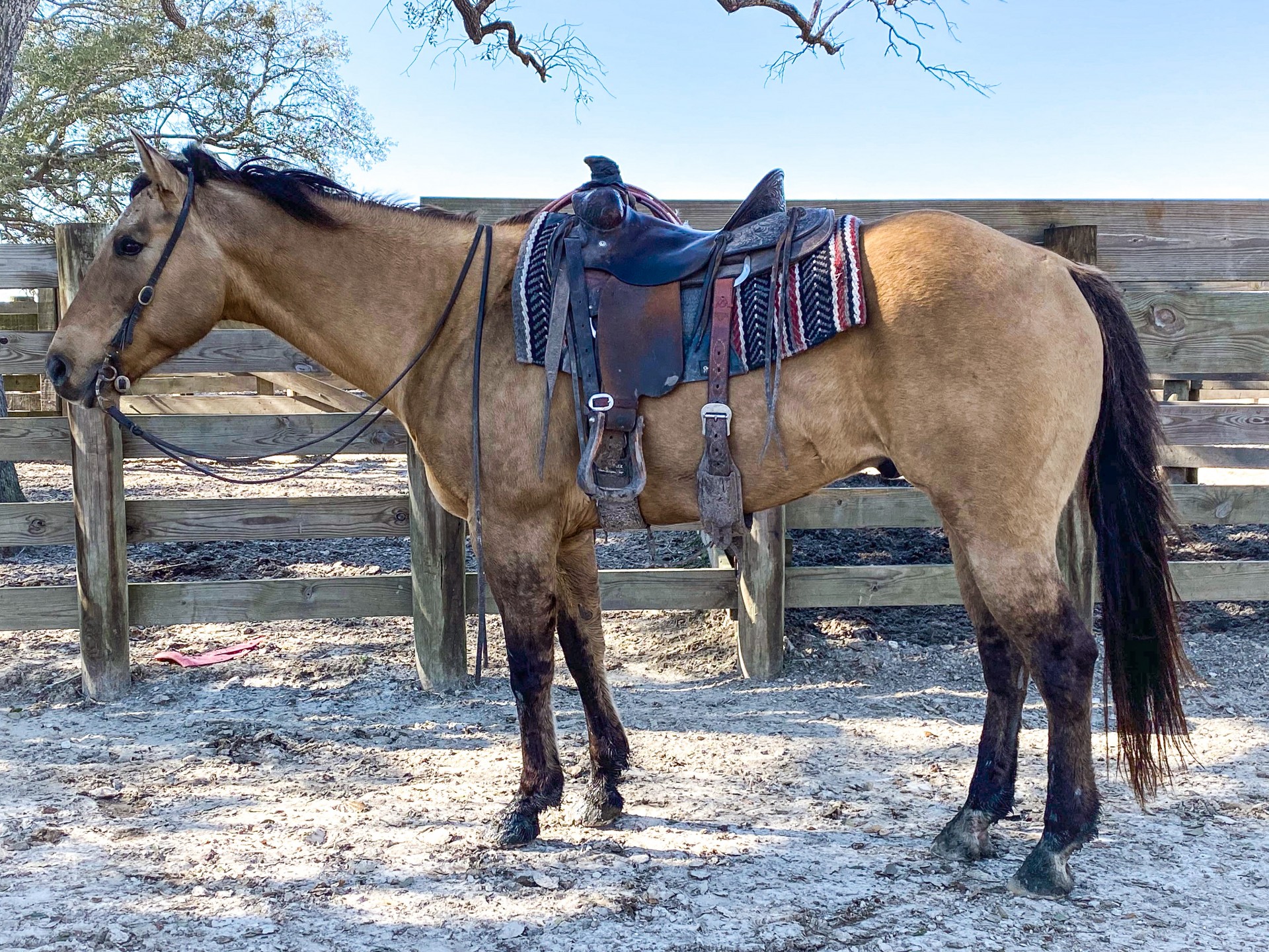 2011 Buckskin Ranch/Rope Gelding