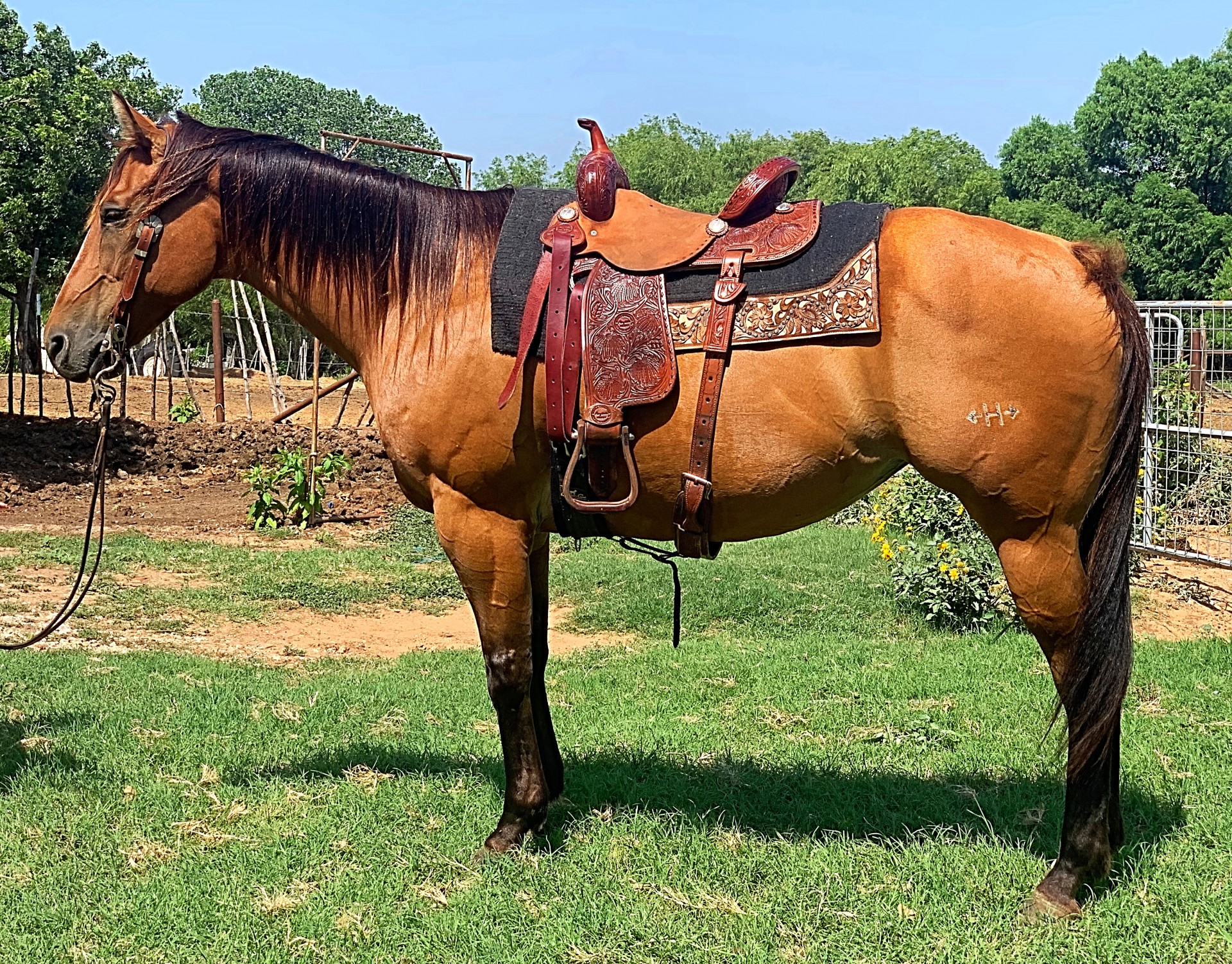 Unique AQHA Mare Barrel Horse Ranch Horse Gentle