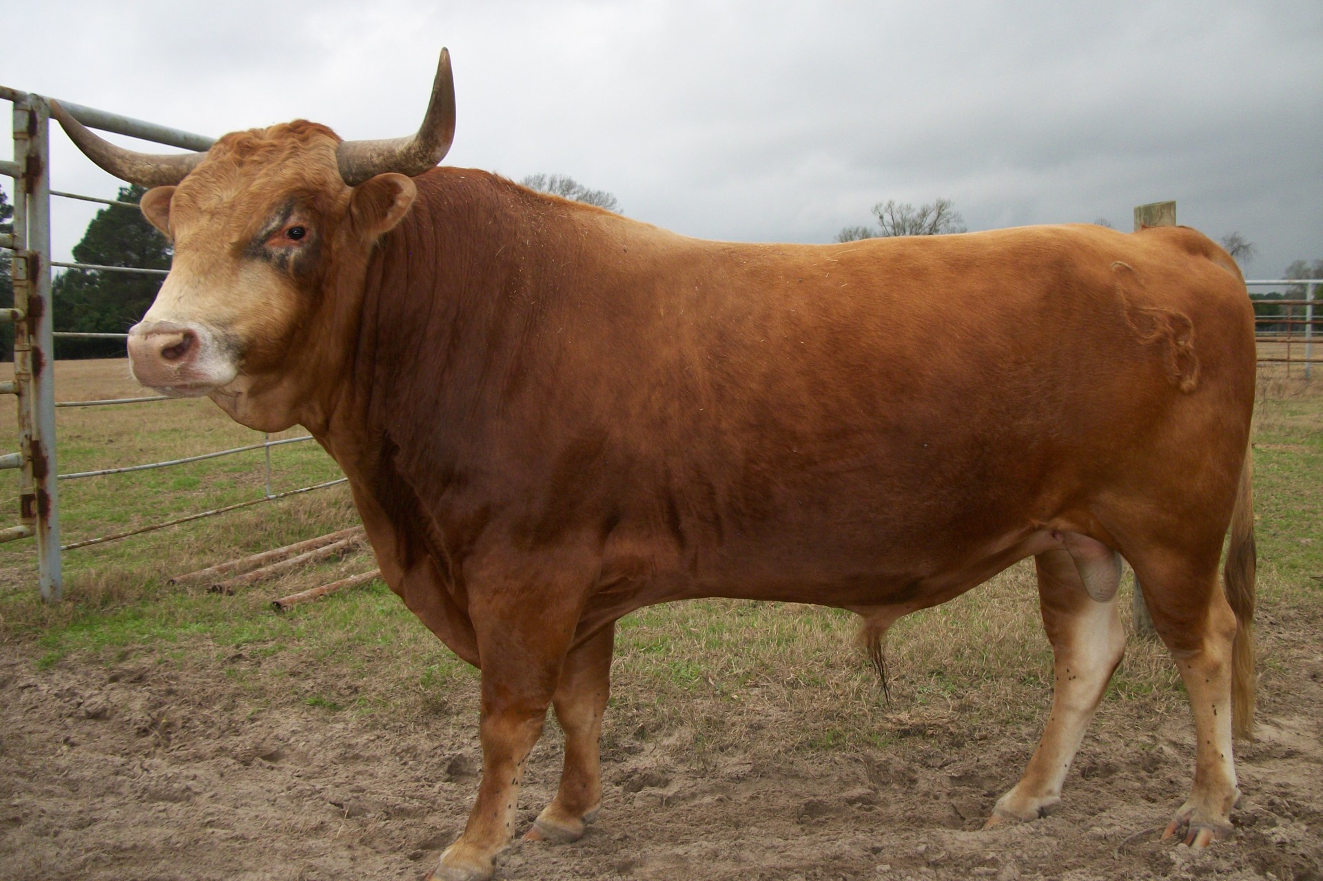 1 SIX YEAR OLD CORRIENTE BULL TEXAS