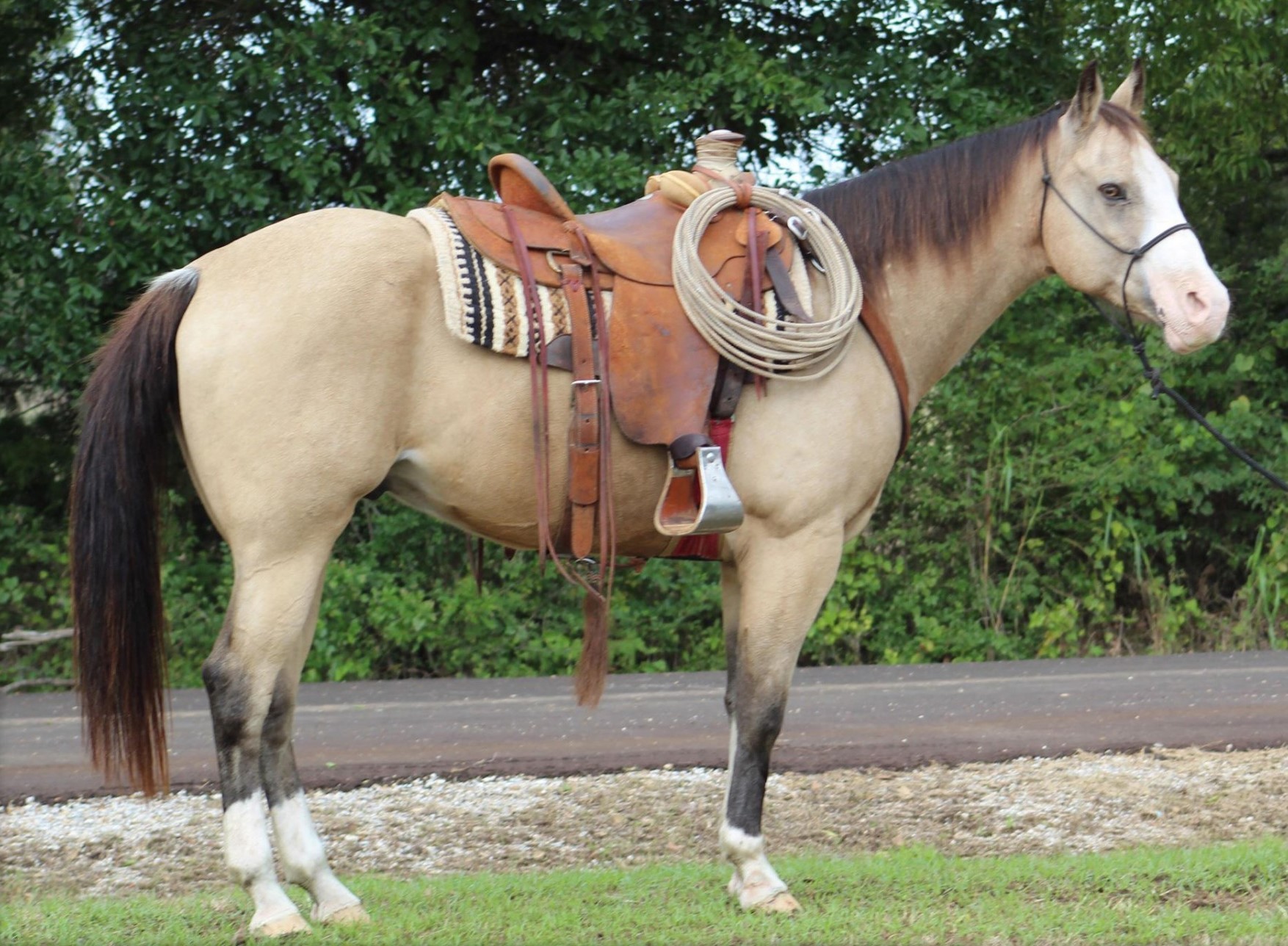 Mojo buckskin quarter horse realistic equestrian horse club hand painted to...