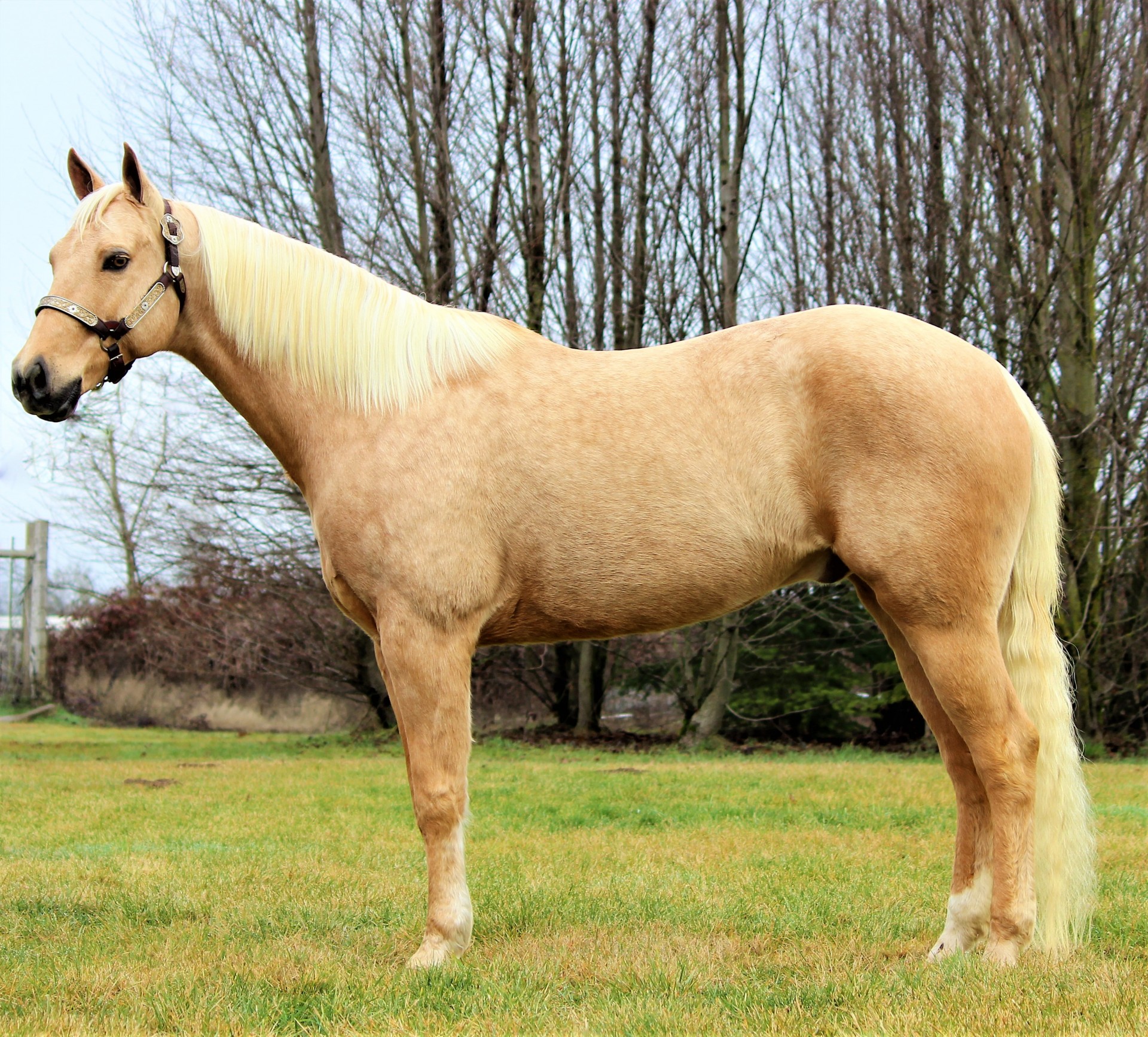 Handsome Palomino Gelding
