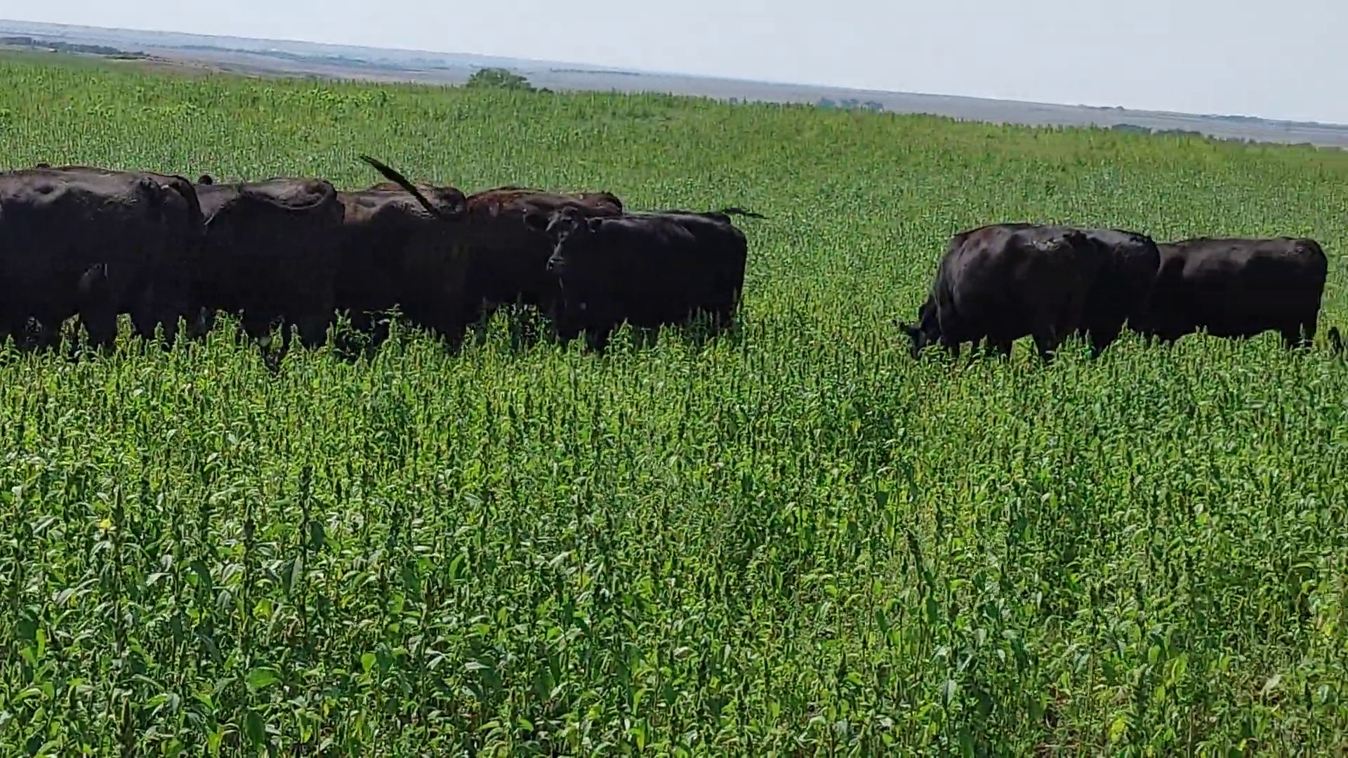 50 3 yr old Black Angus Bred Cows South Dakota