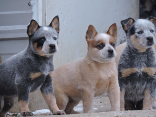 red and blue heeler puppies for sale