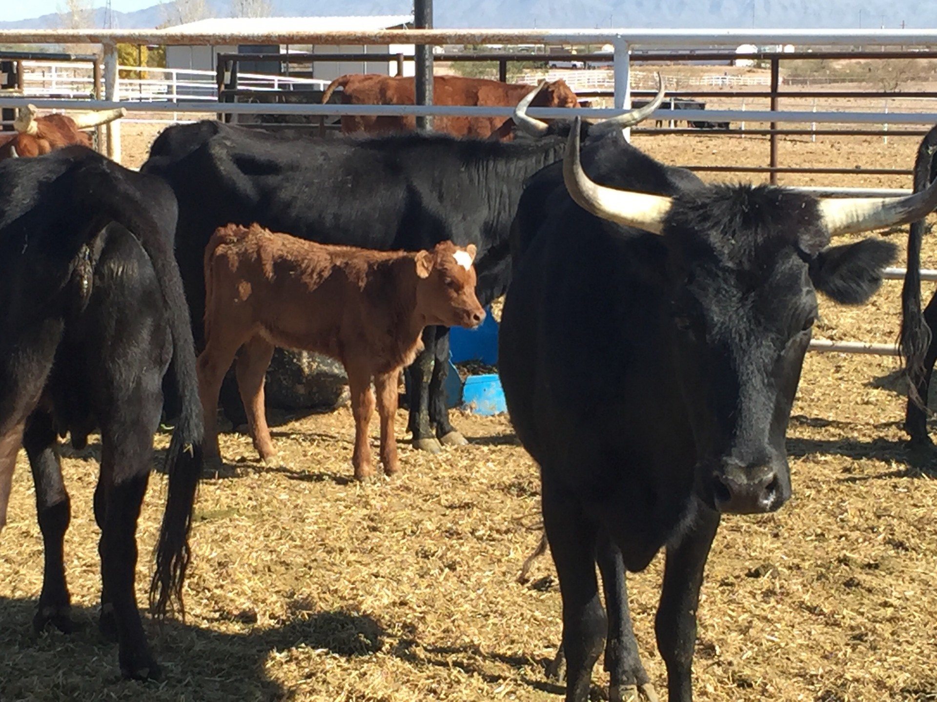 6 Bred Purebred Corriente Cows Arizona