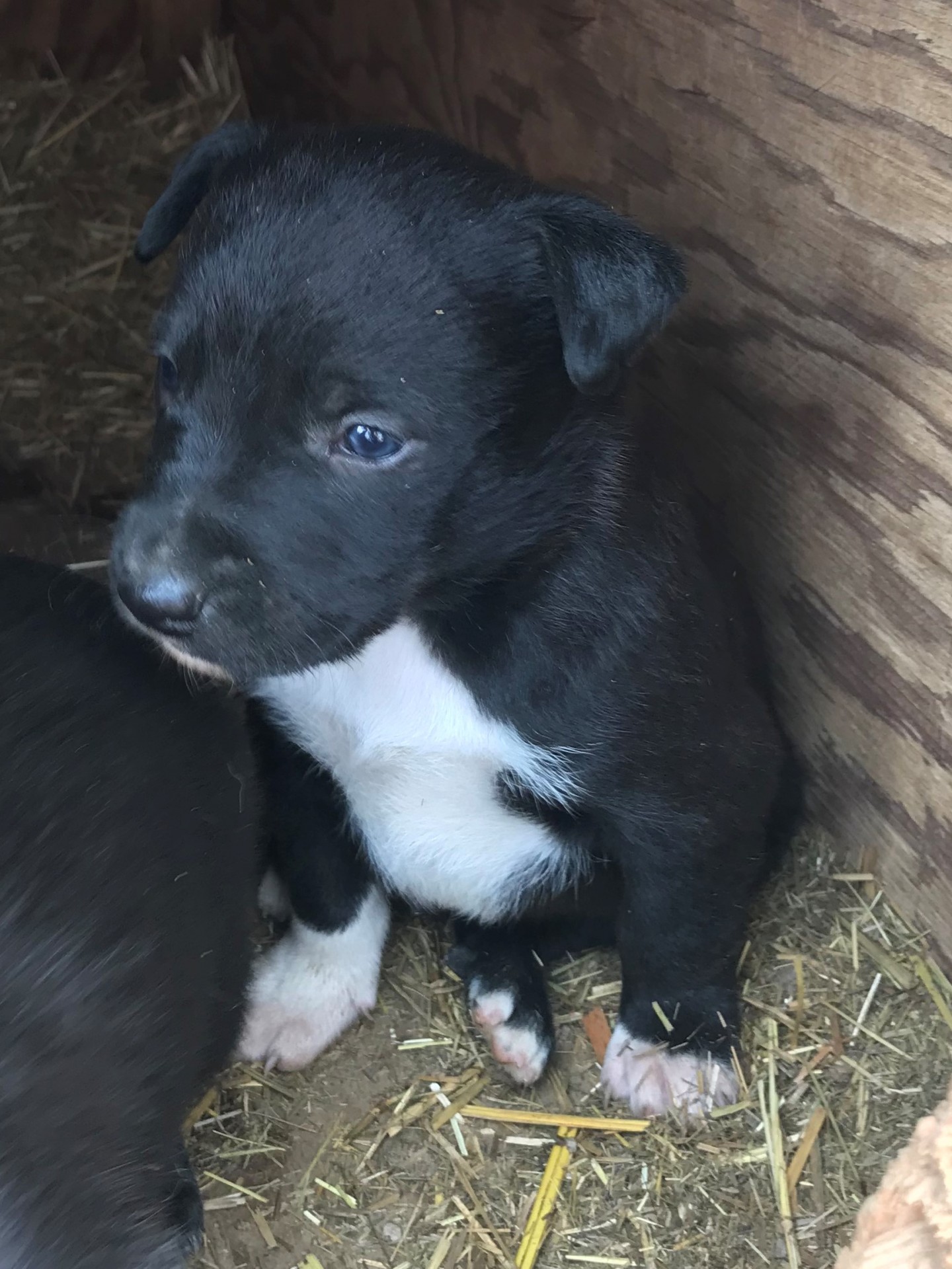 Border Collie/Kelpie Cross Pups