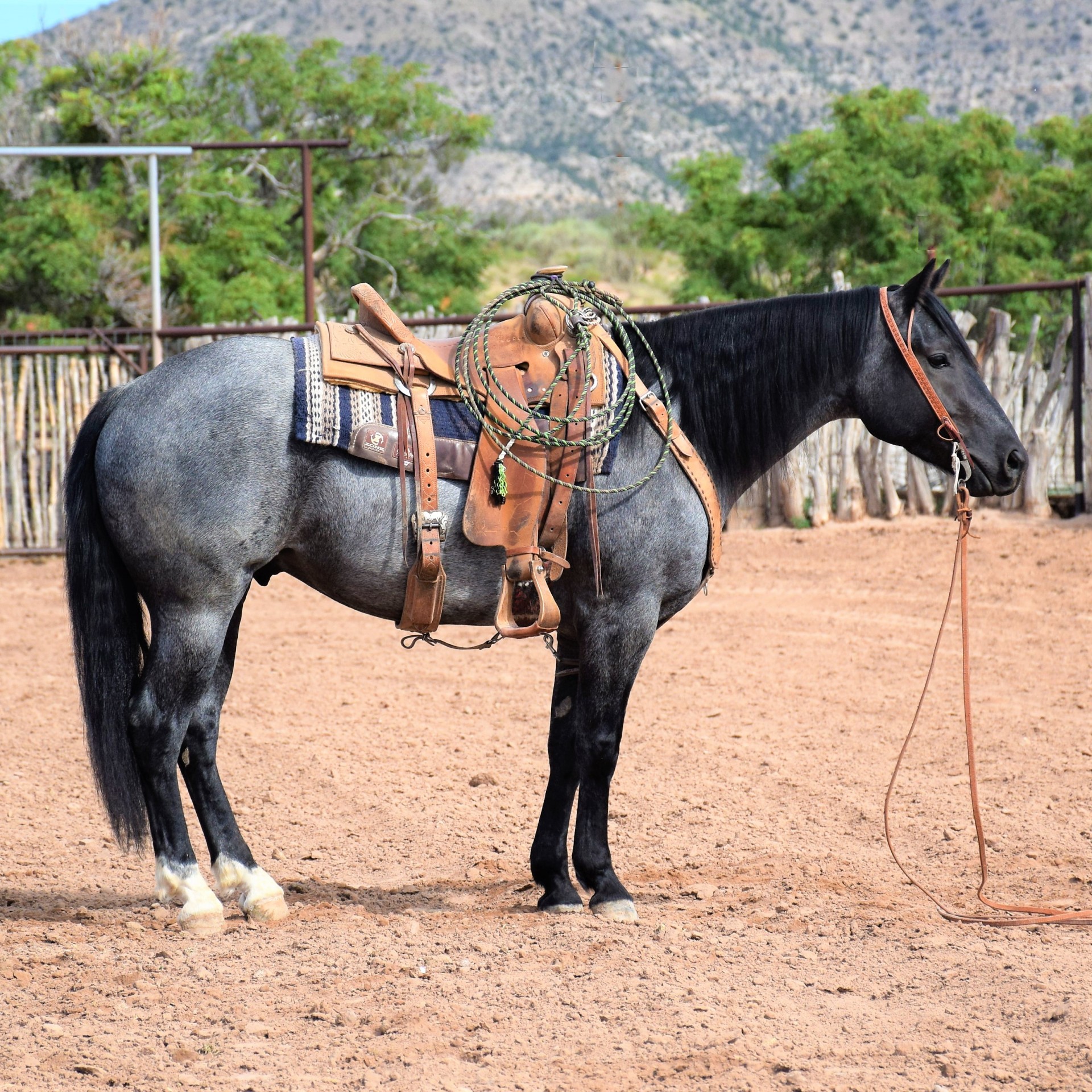 Fancy Blue Roan Ranch Gelding