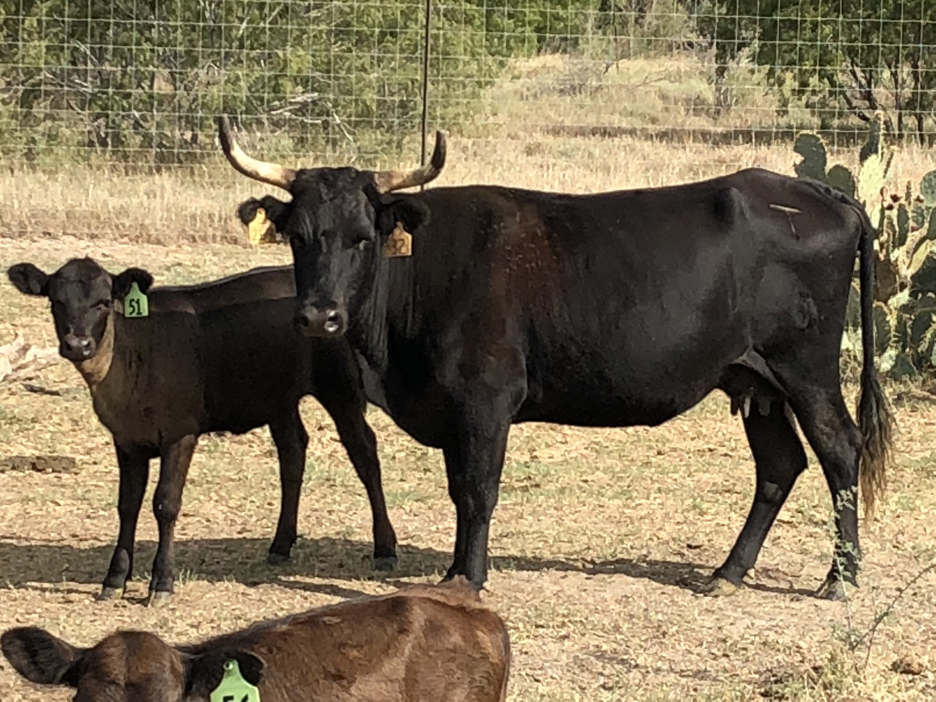 68 All black, Corriente Cows w Red Angus x Calves Texas