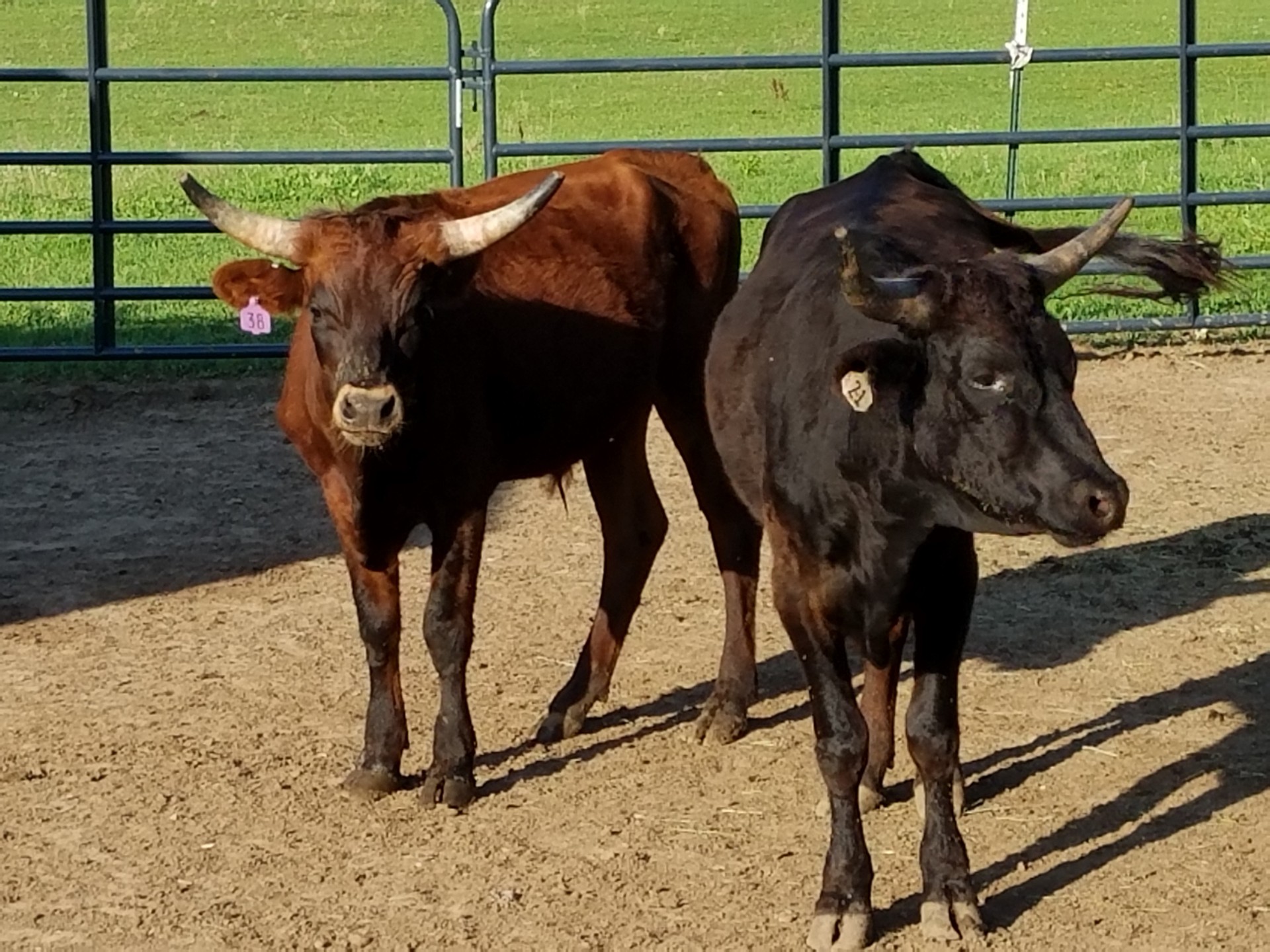4 Corriente roping steers for sale