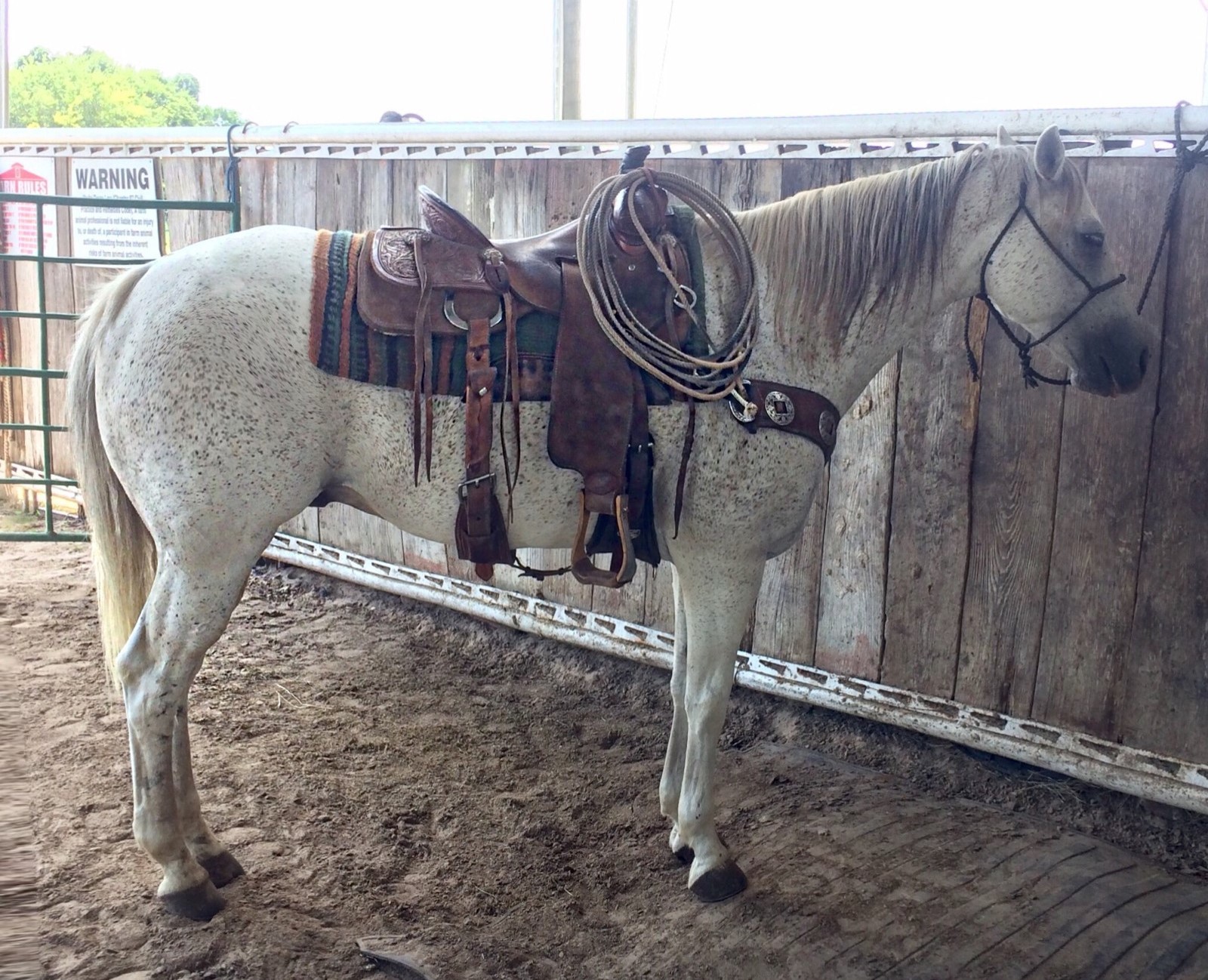 AQHA Ranch Versatility and Rope Horse