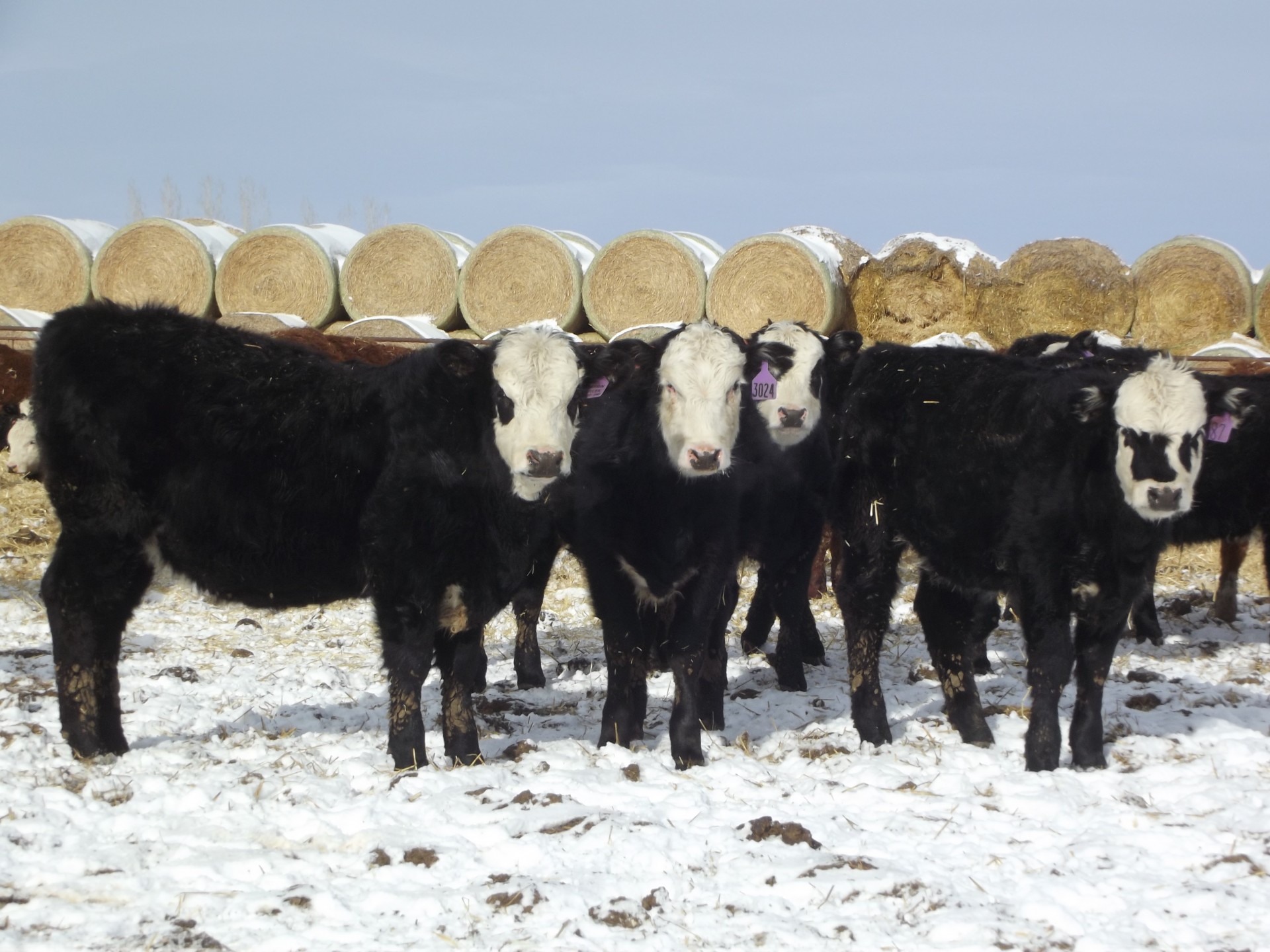 300-f1-black-baldy-heifers-wyoming