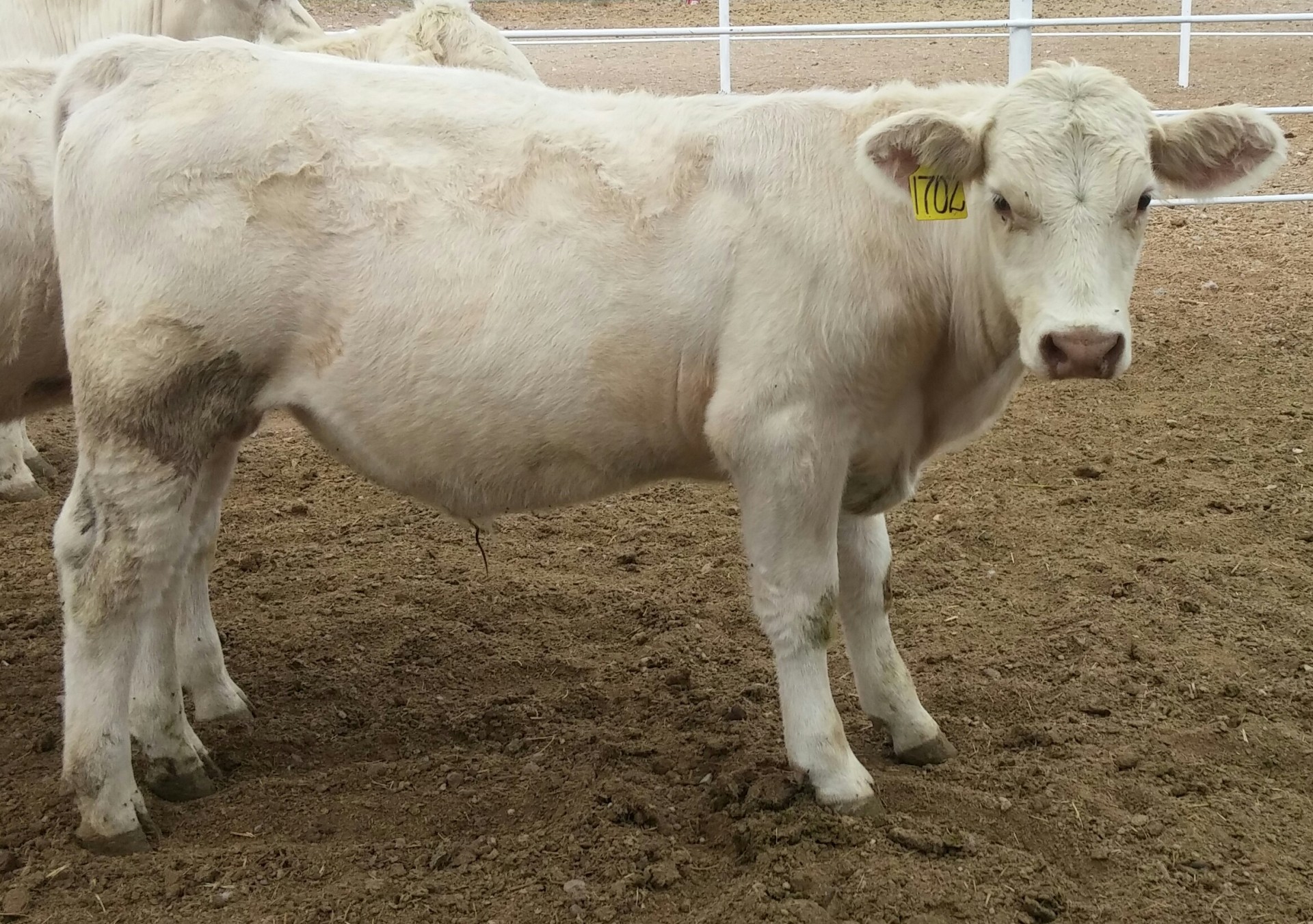 2 Registered Charolais Bull Calves Texas