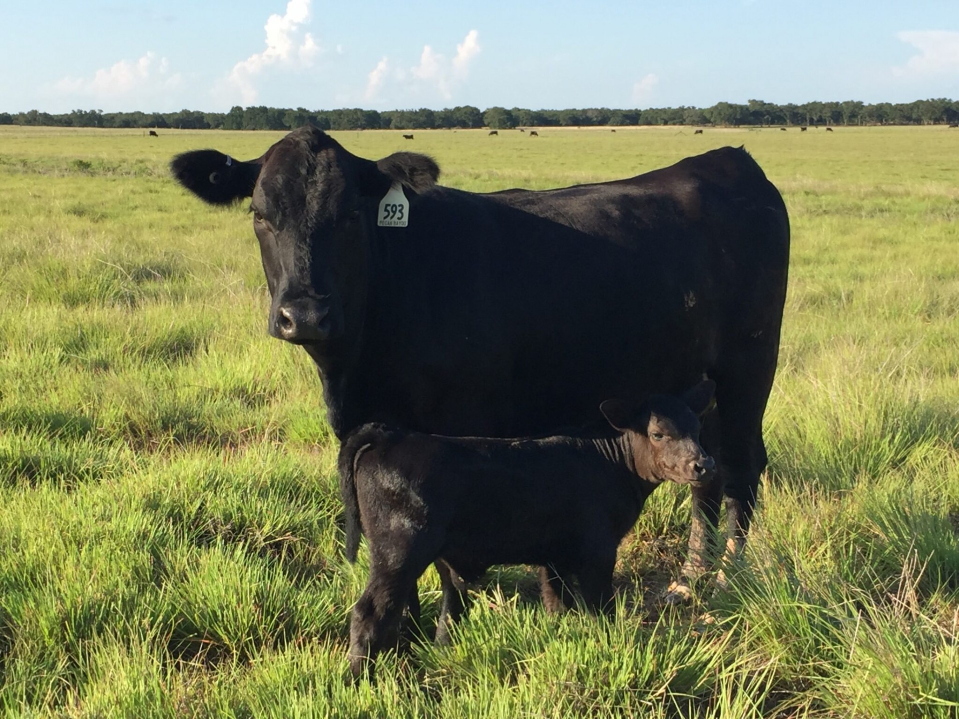 6 Registered Angus Cow Calf Pairs Texas