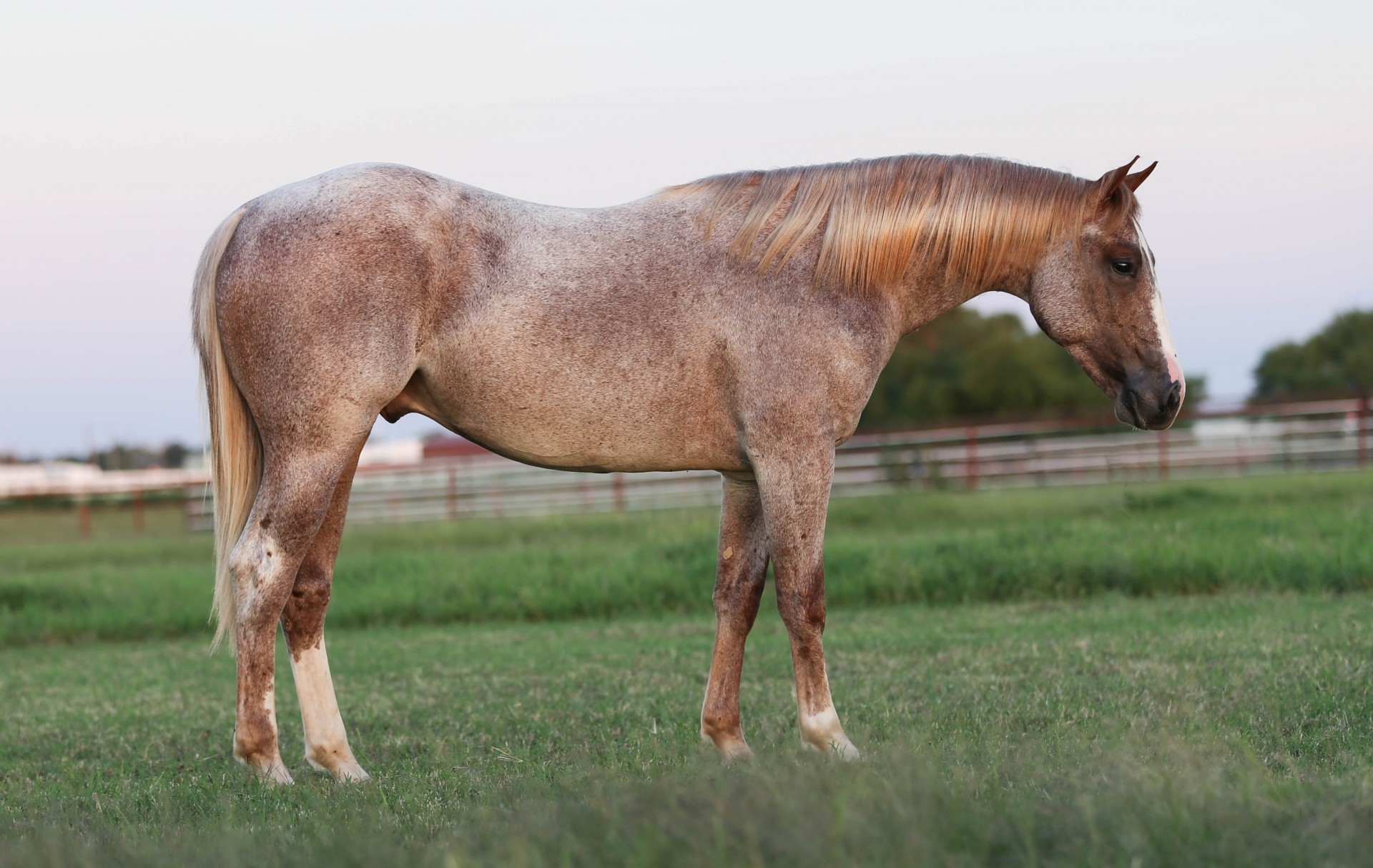 yearling stallion by Once In A Blu Boon