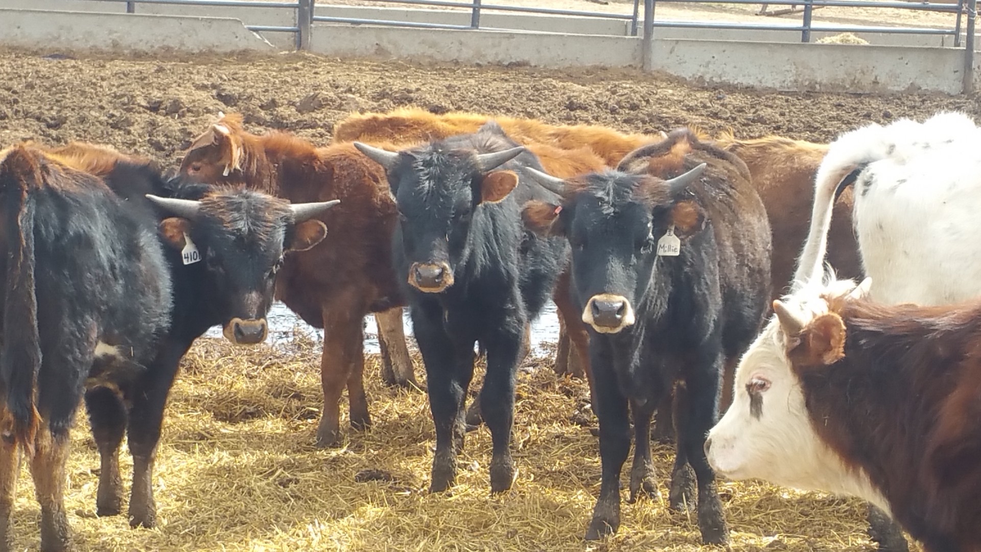 20 Purebred Corriente Roping Cattle North Dakota