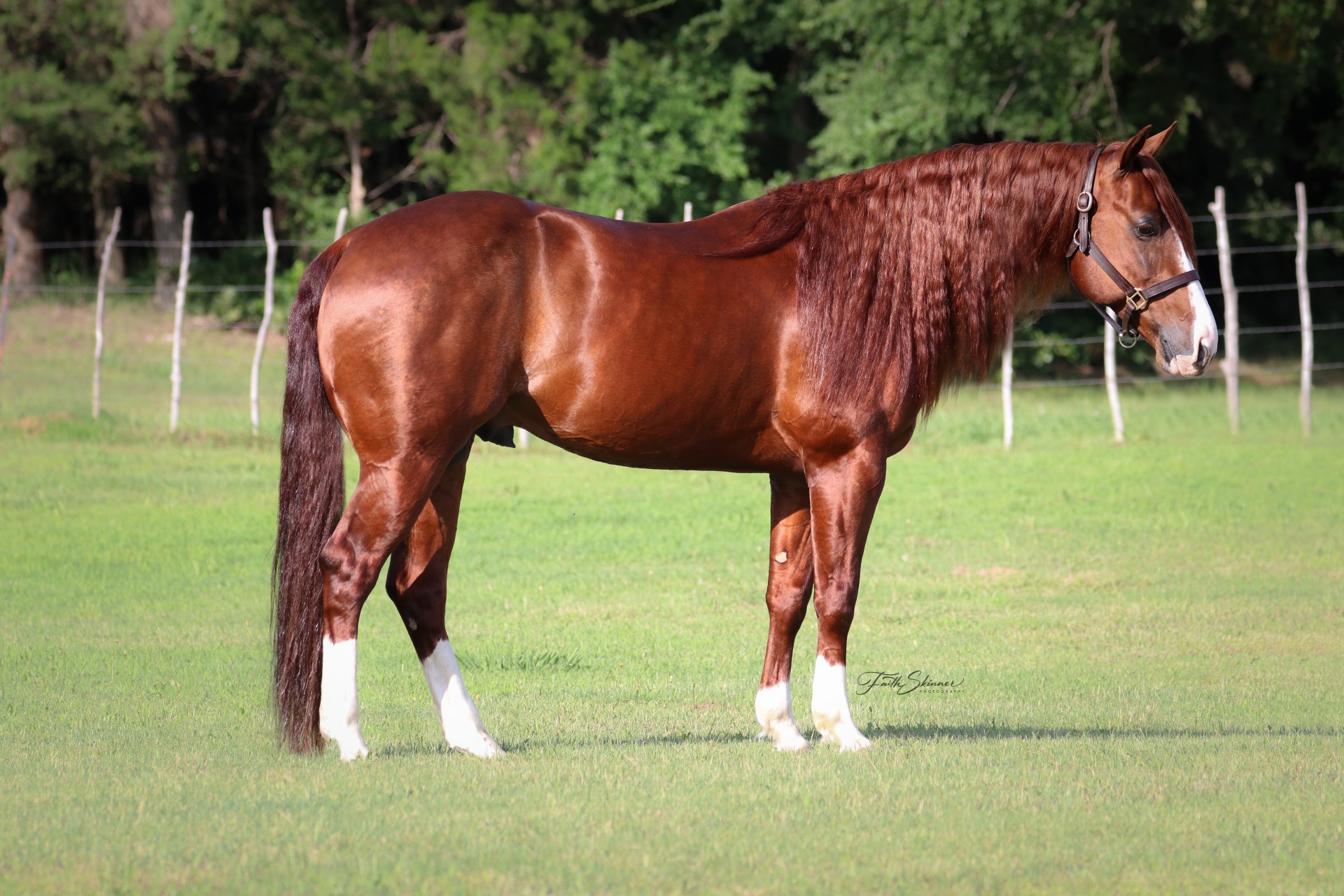 Metallic Heaven!! Son of Metallic Cat