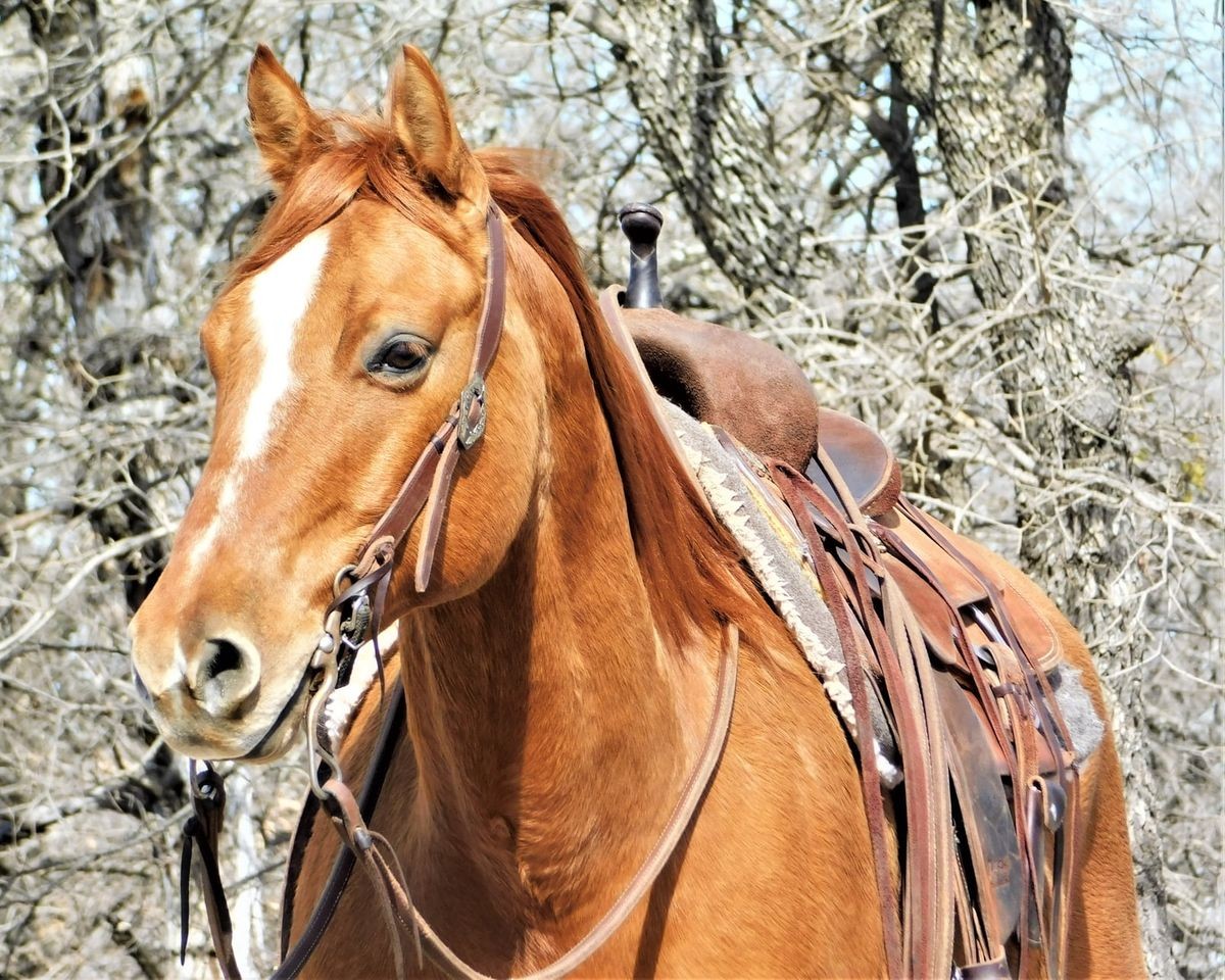 Finished Ranch Horse Gelding Team Roping Prospect