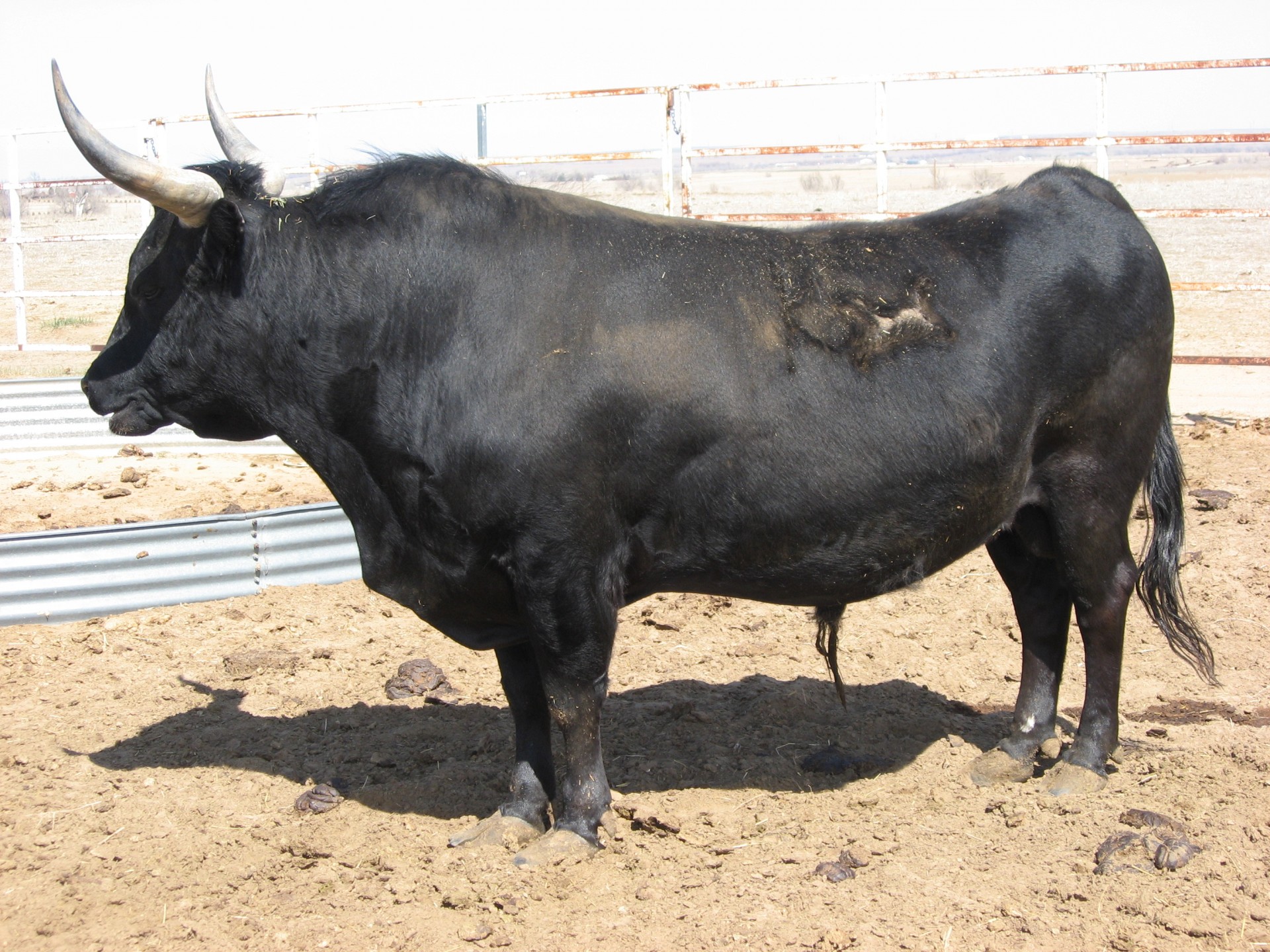 1 Black Corriente Bull Registered Colorado