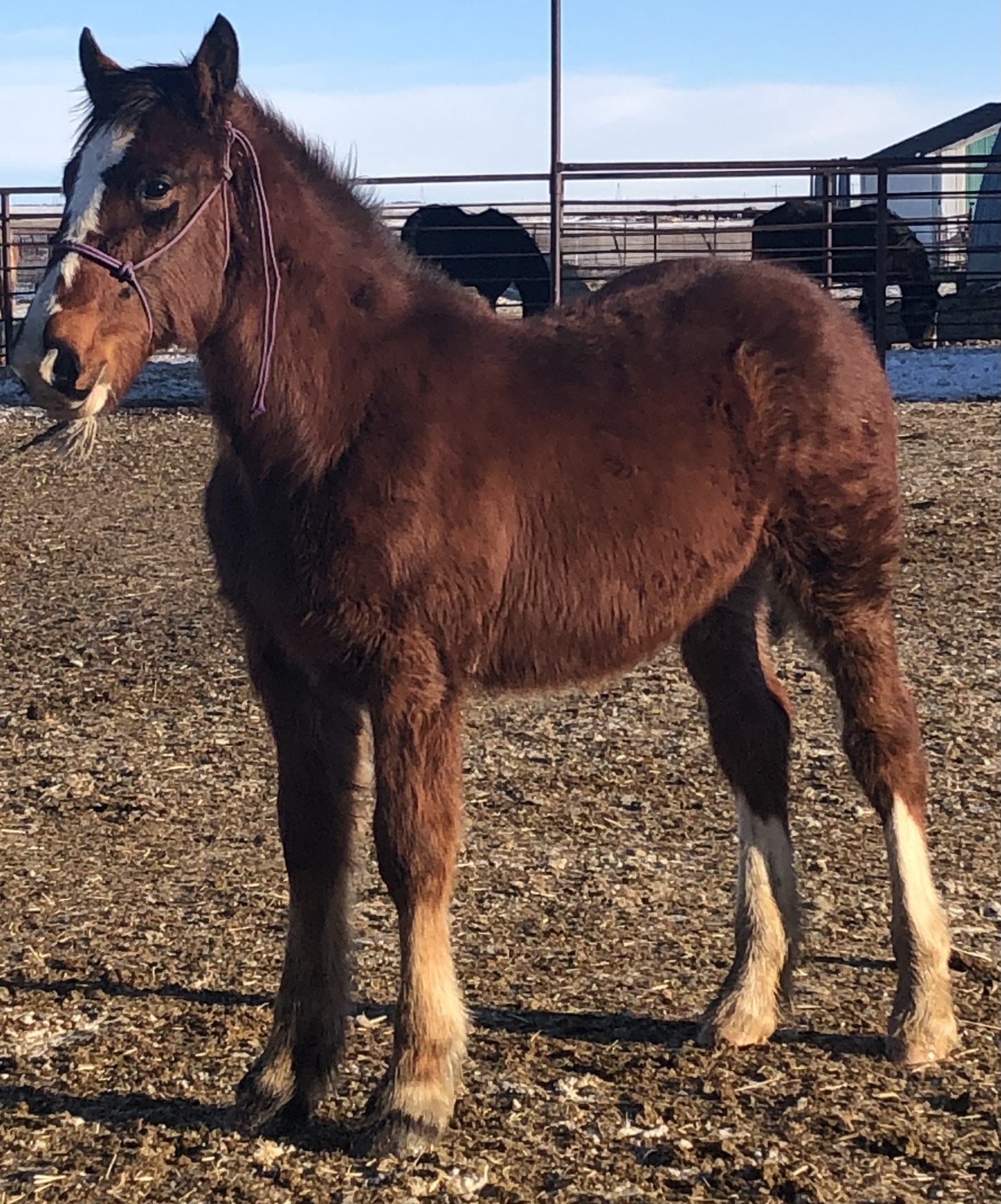 FANCY, DRAFT Cross, Yearling Colt