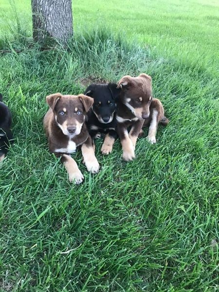 kelpie x puppies for sale