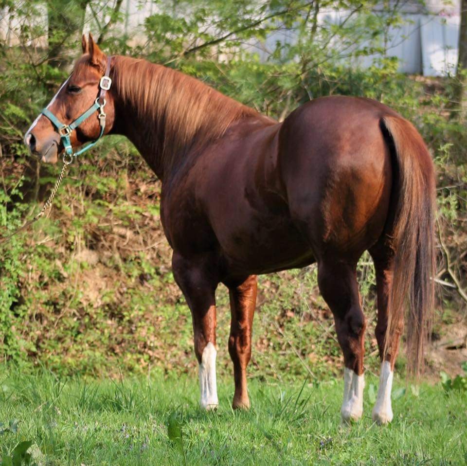 AQHA Stallion For Sale