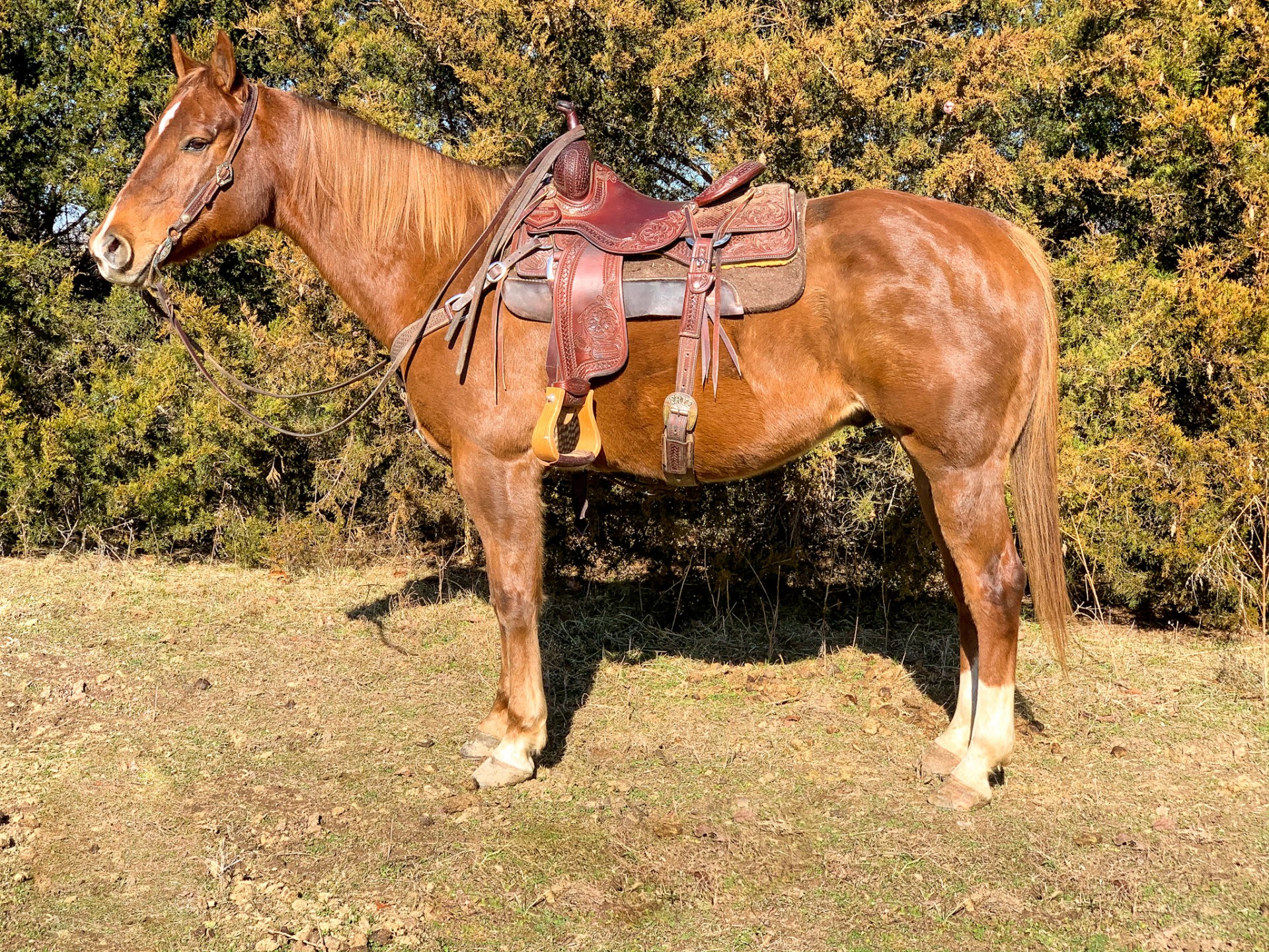 14y/o AQHA Gelding Kid Horse Deluxe