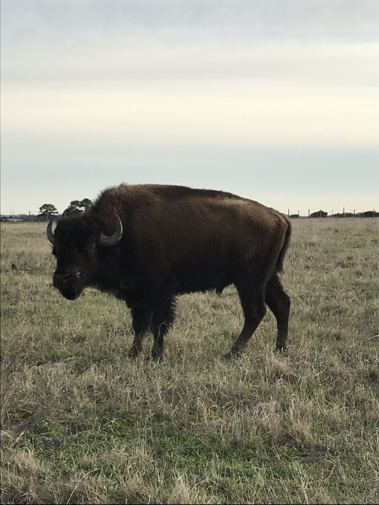 American Bison For Sale