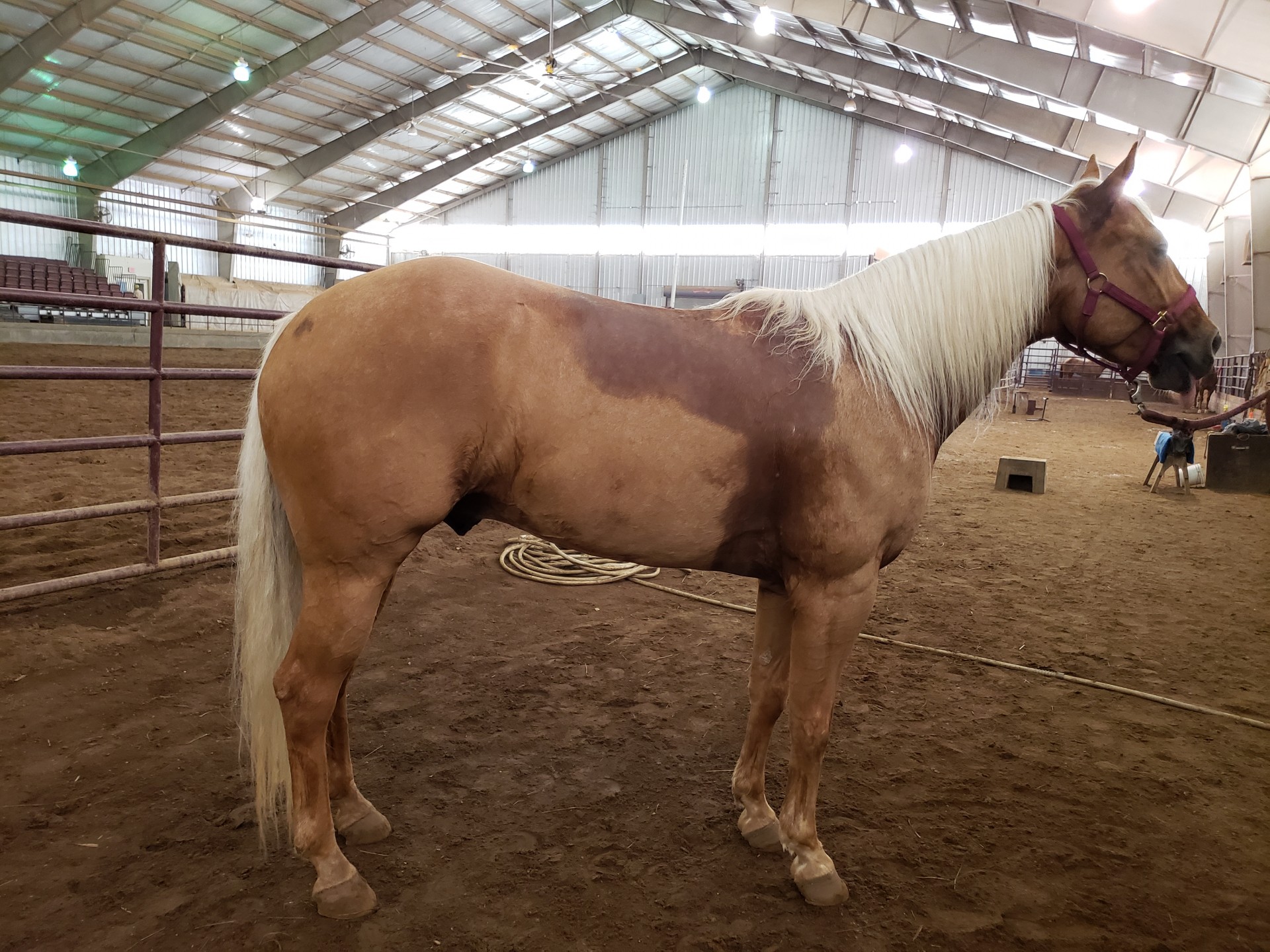 Palomino Gelding