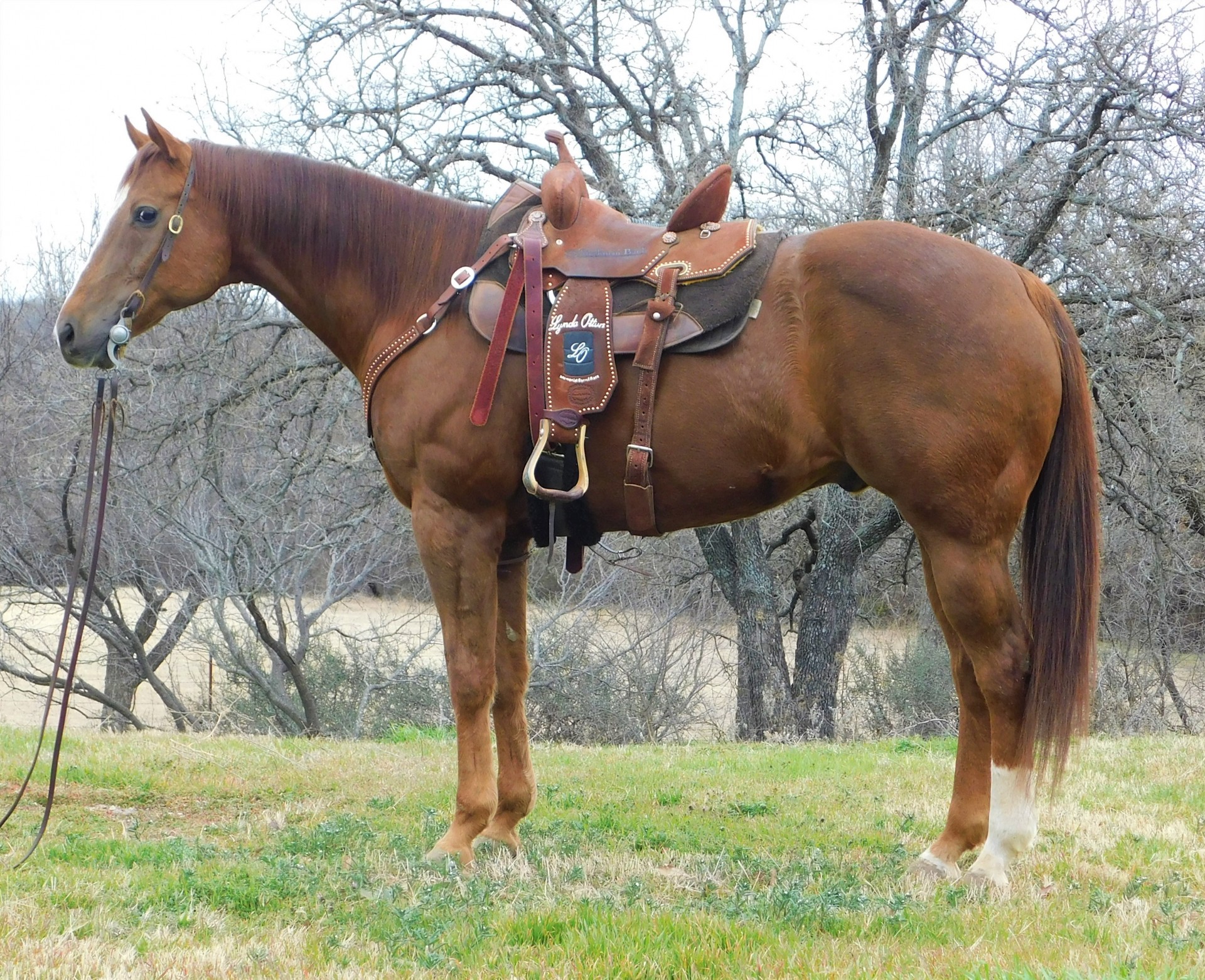 Finished Barrel Horse