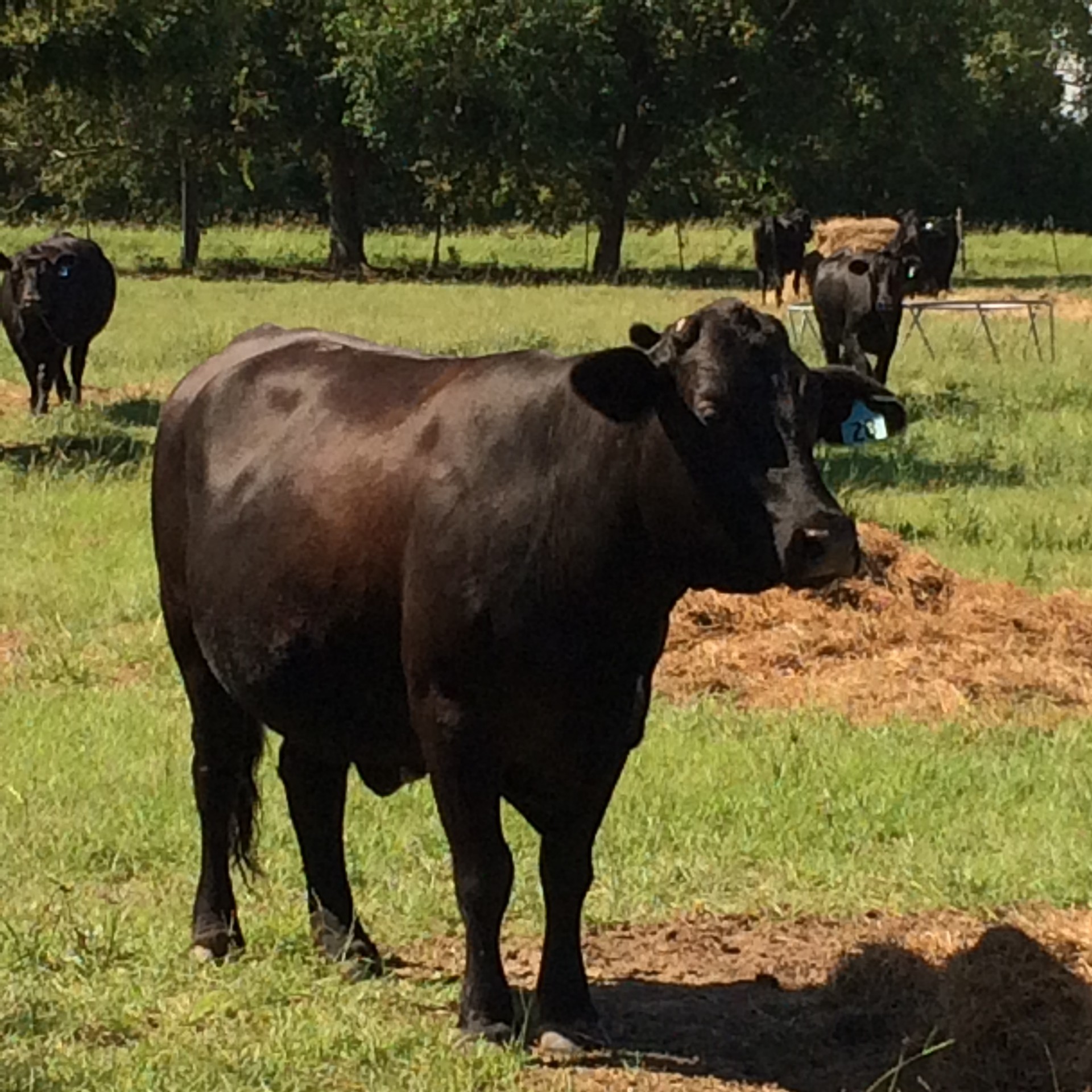 10 Bred Brangus Cows And Crossbred cows Texas