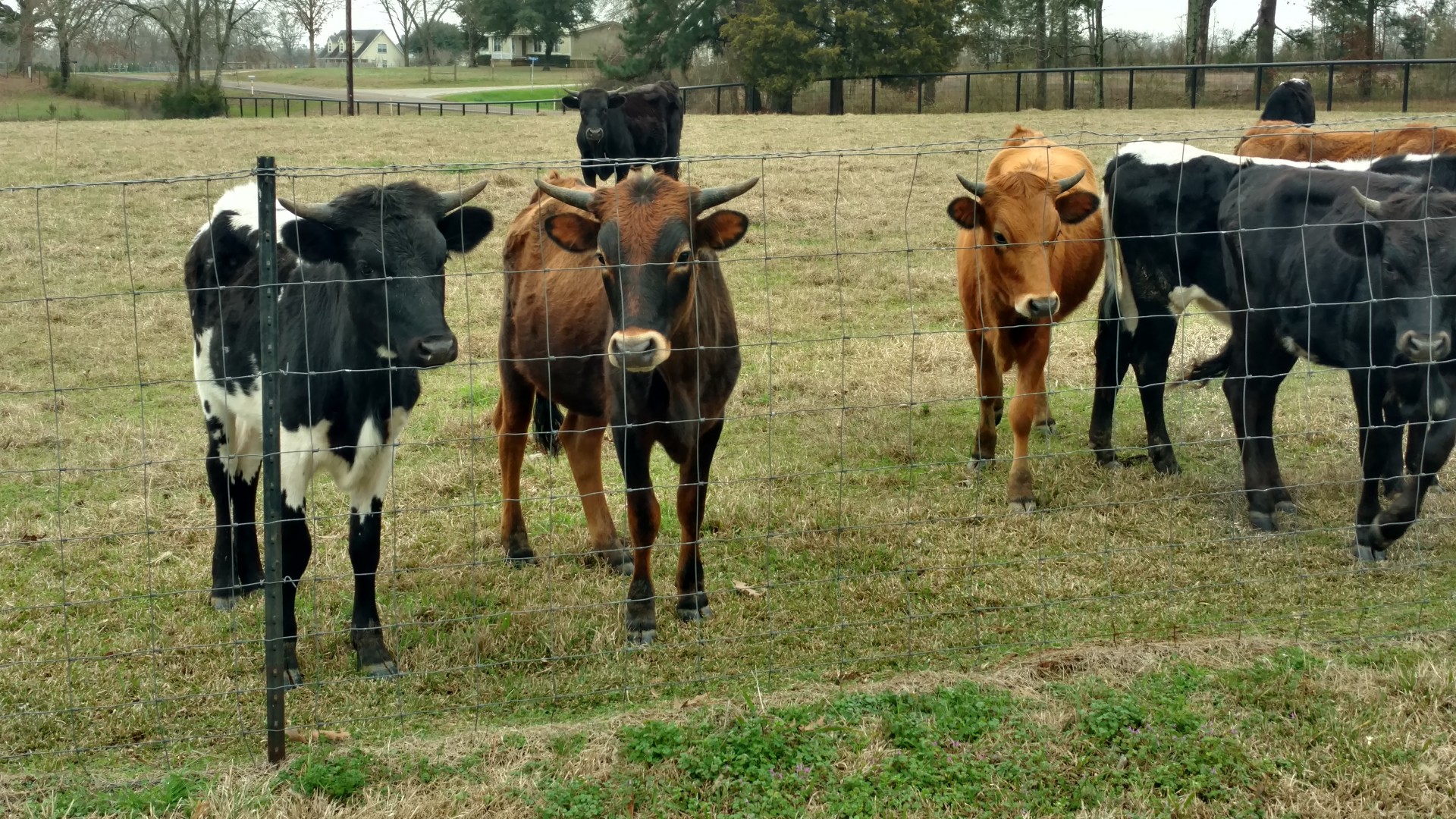 6 Fresh Roping Steers For Sale East Texas