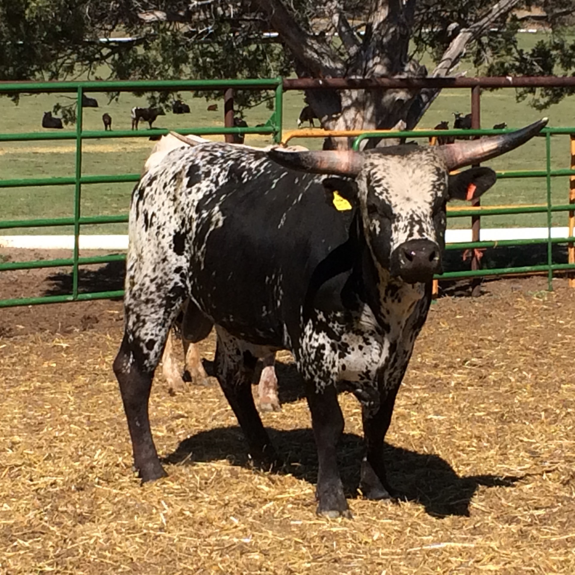 Cattle For Sale In New Mexico