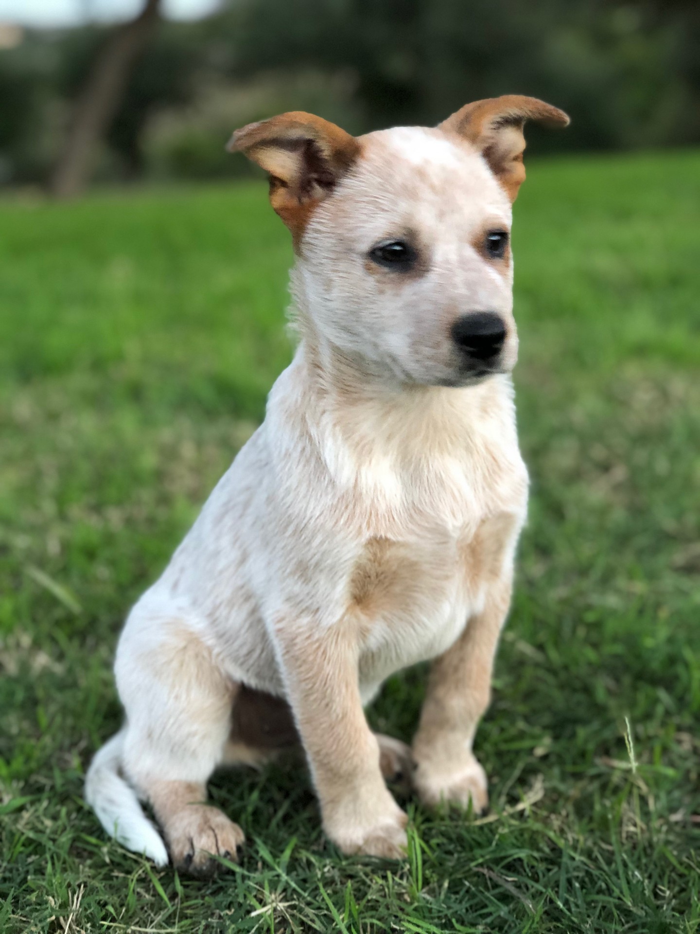 puppy heeler