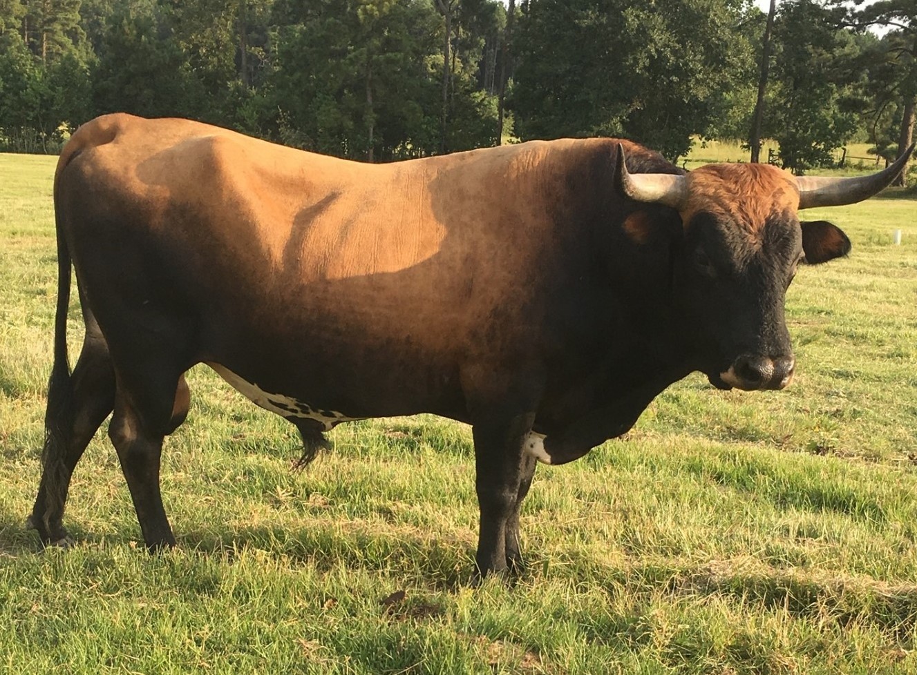 1 6 Year Old Proven Corriente Bull Texas