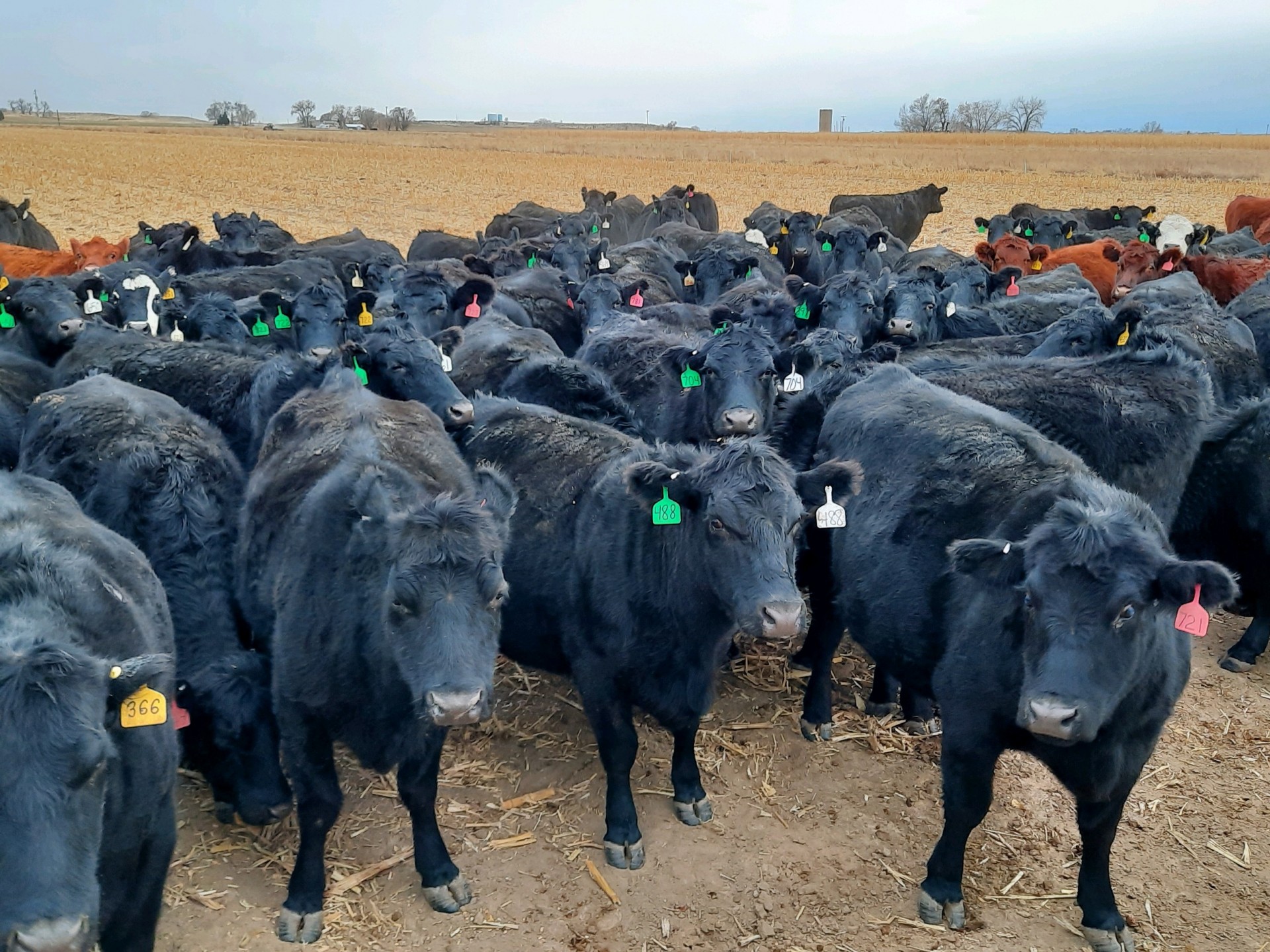 488 Heavy Bred 34 Year Old Cows Colorado