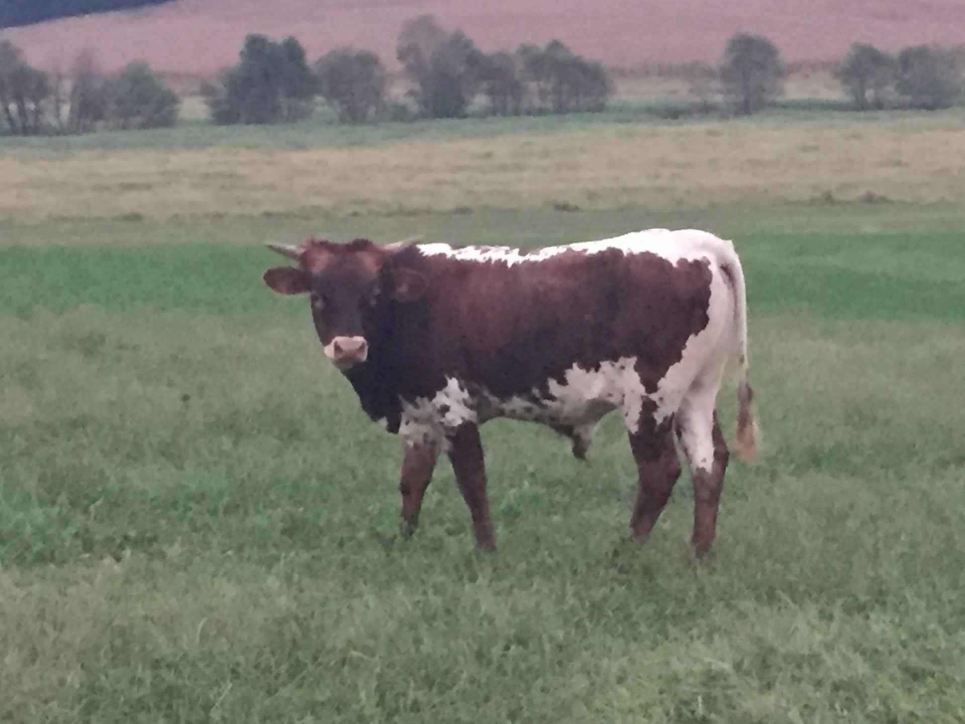 2 Registered Texas Longhorn Bulls 2 Registered Texas Longhorn Bulls