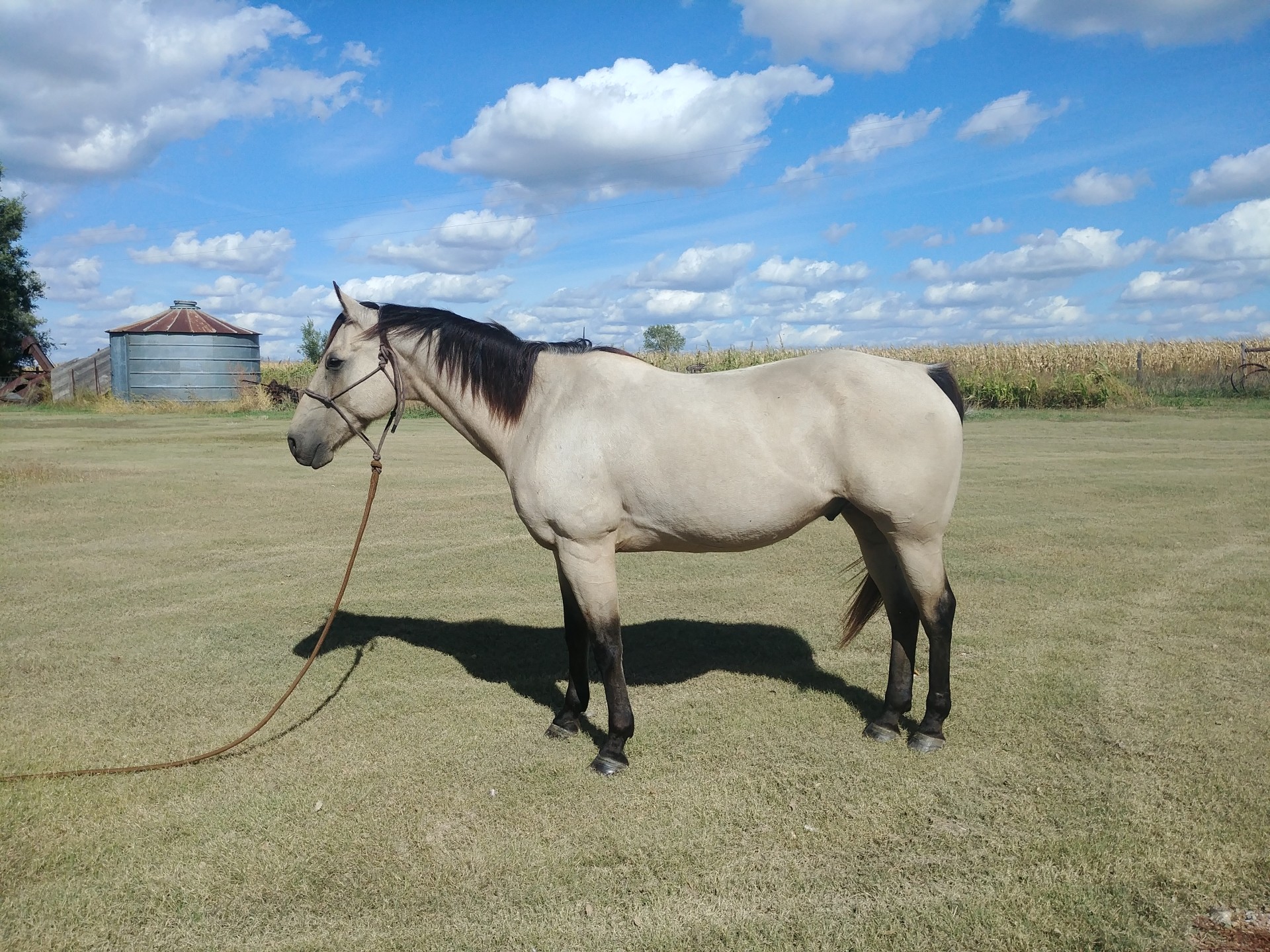 2004 Buckskin Gelding Ranch/Rope Horse