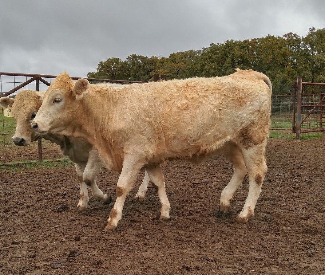 4 - Corriente x Charolais Replacement Heifers - Texas