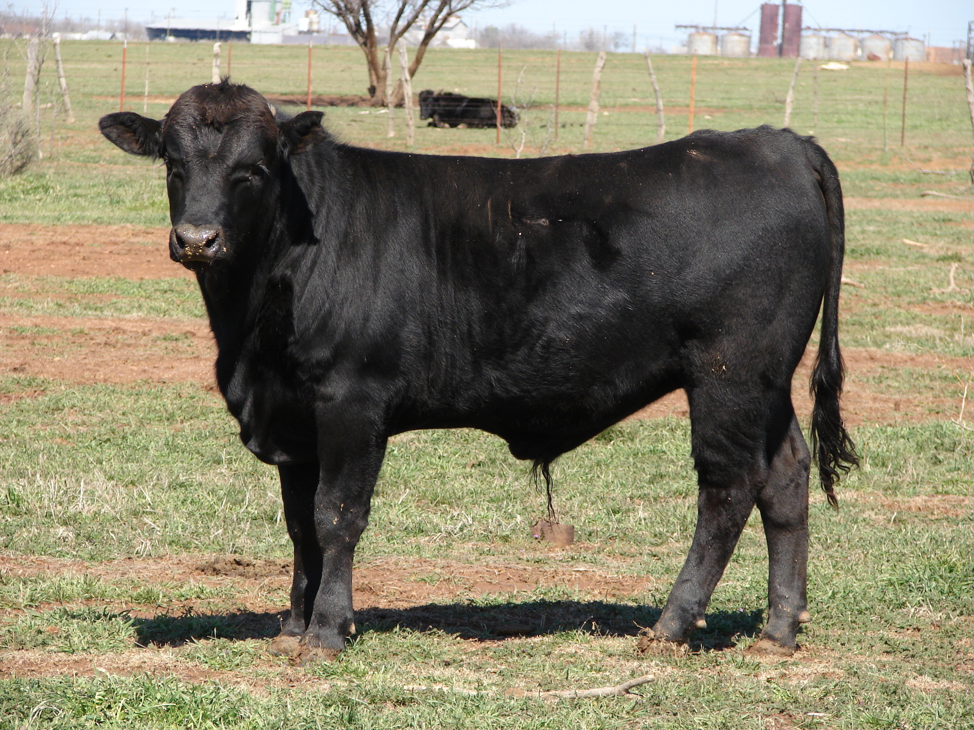 10-black-angus-corriente-cross-heifer-bulls-texas