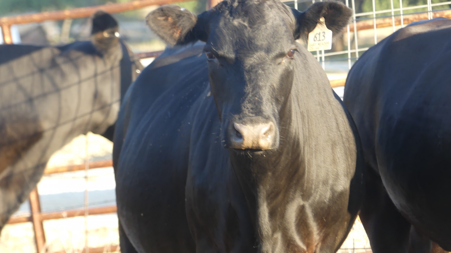7 Commercial Black Angus Bred Cows Texas