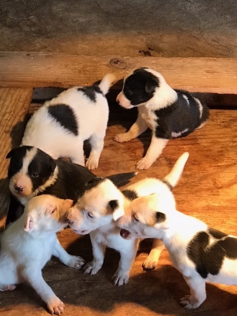 Bull terrier cross border sales collie