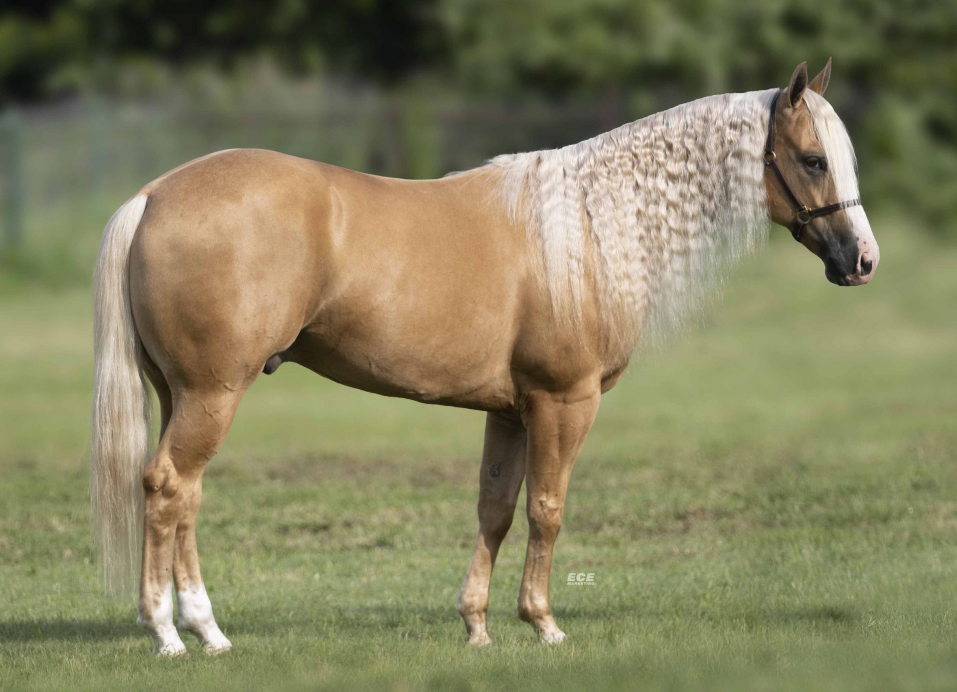 Best of Texas Premier Horse Sale