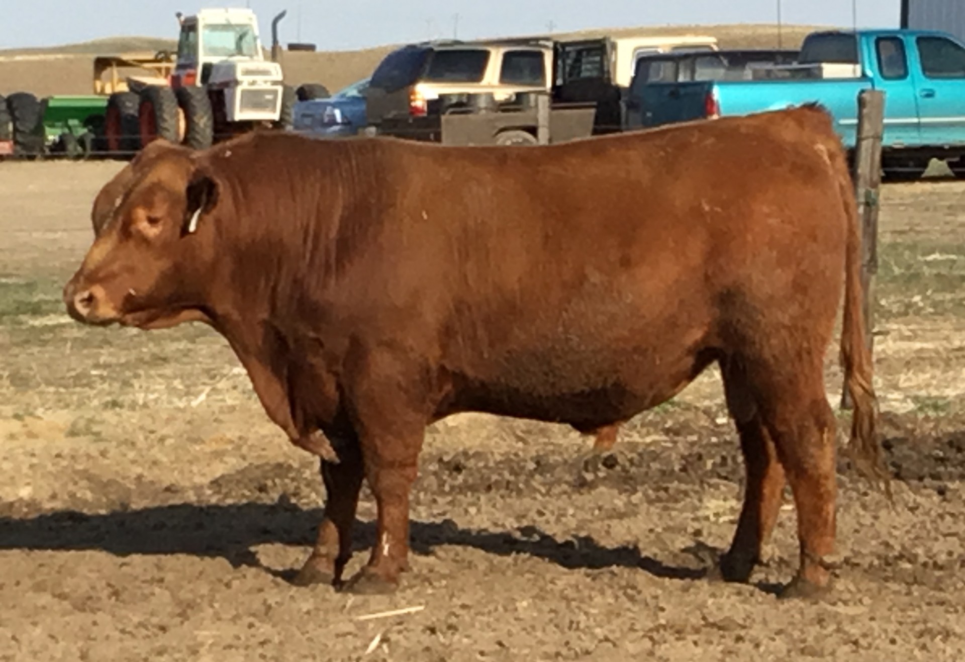 28 Purebred RED ANGUS Bulls Nebraska