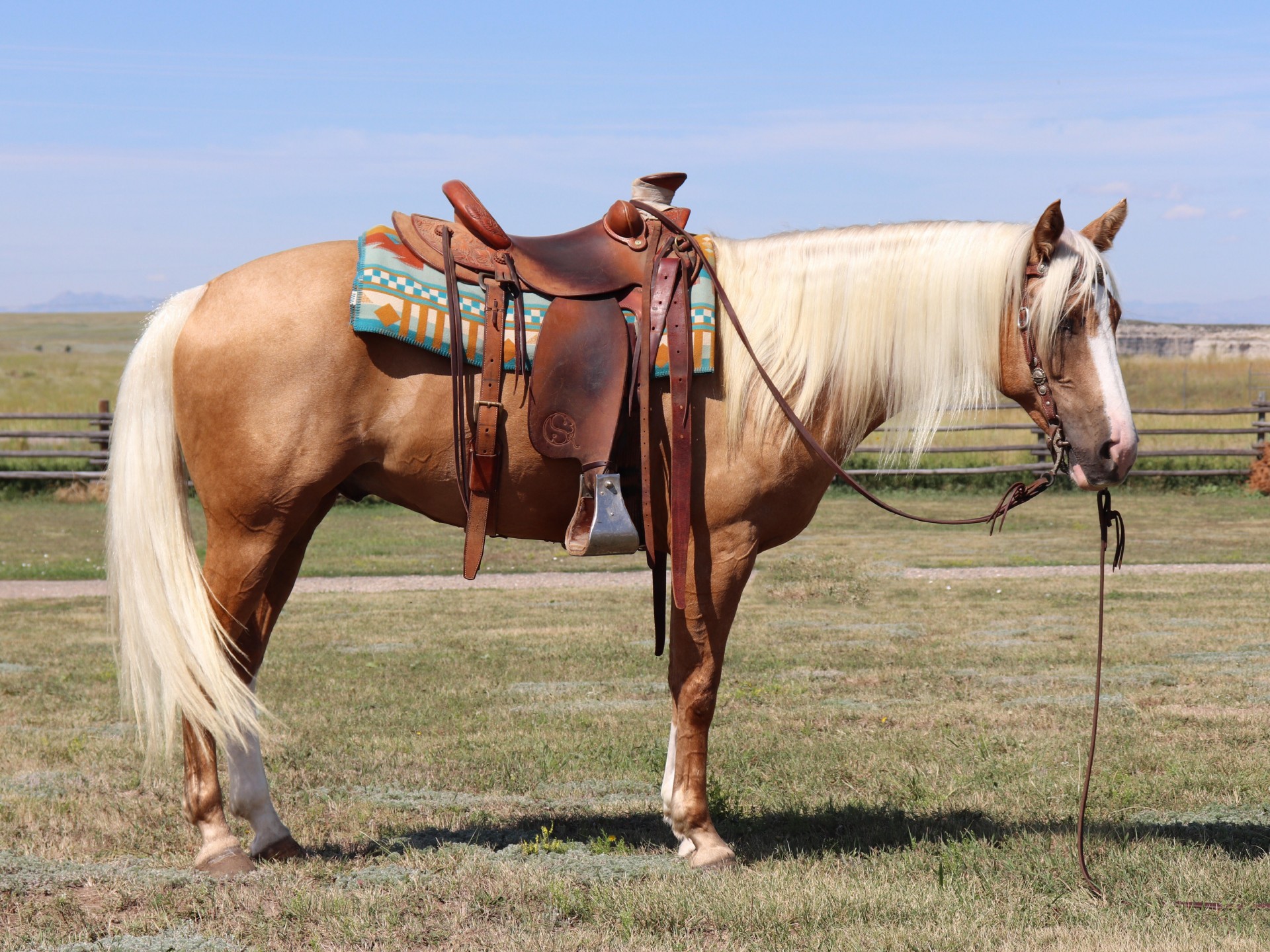 beautiful-10-year-old-15-hand-palomino-gelding