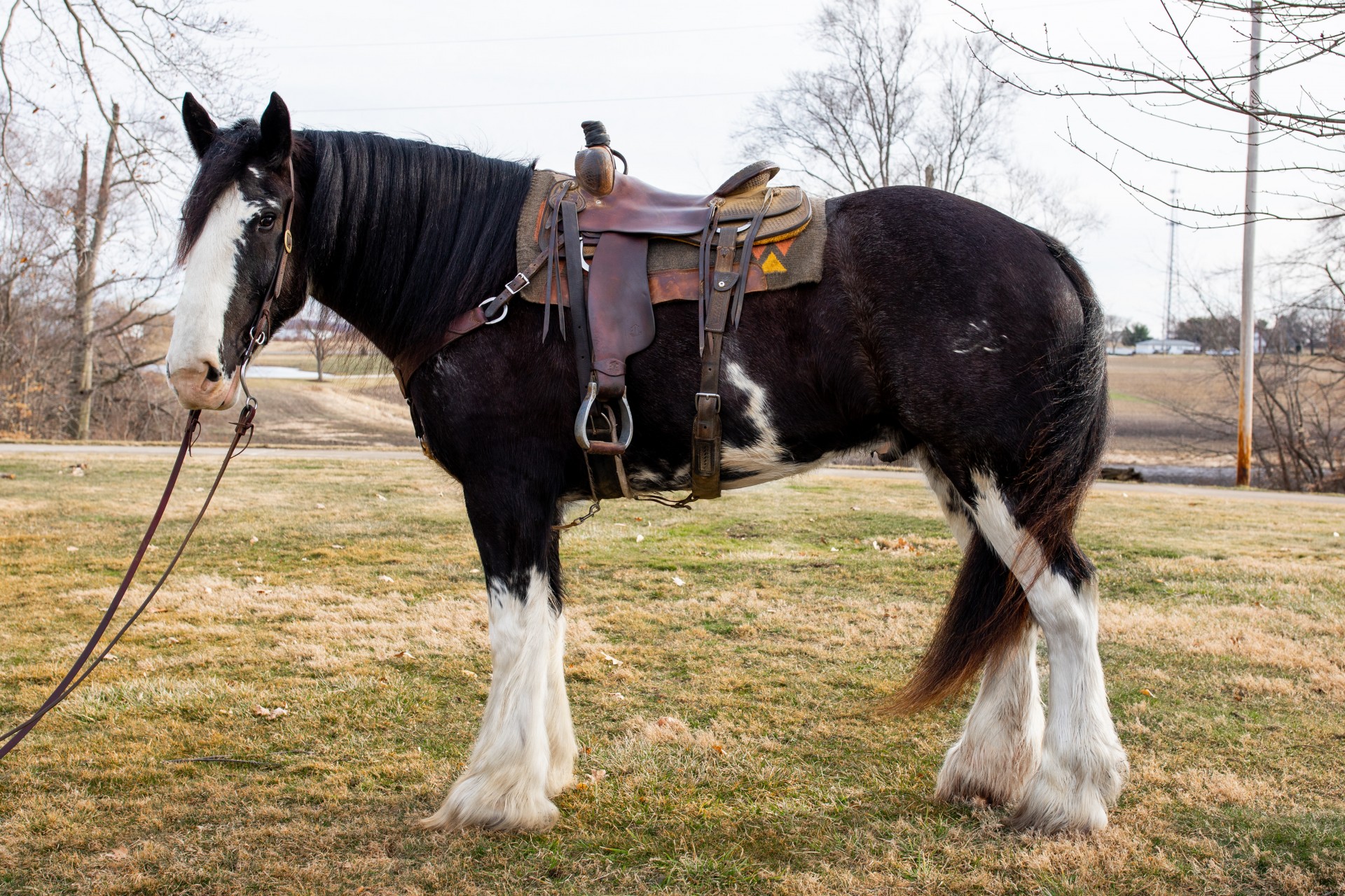 Clydesdale For Sale Near Me
