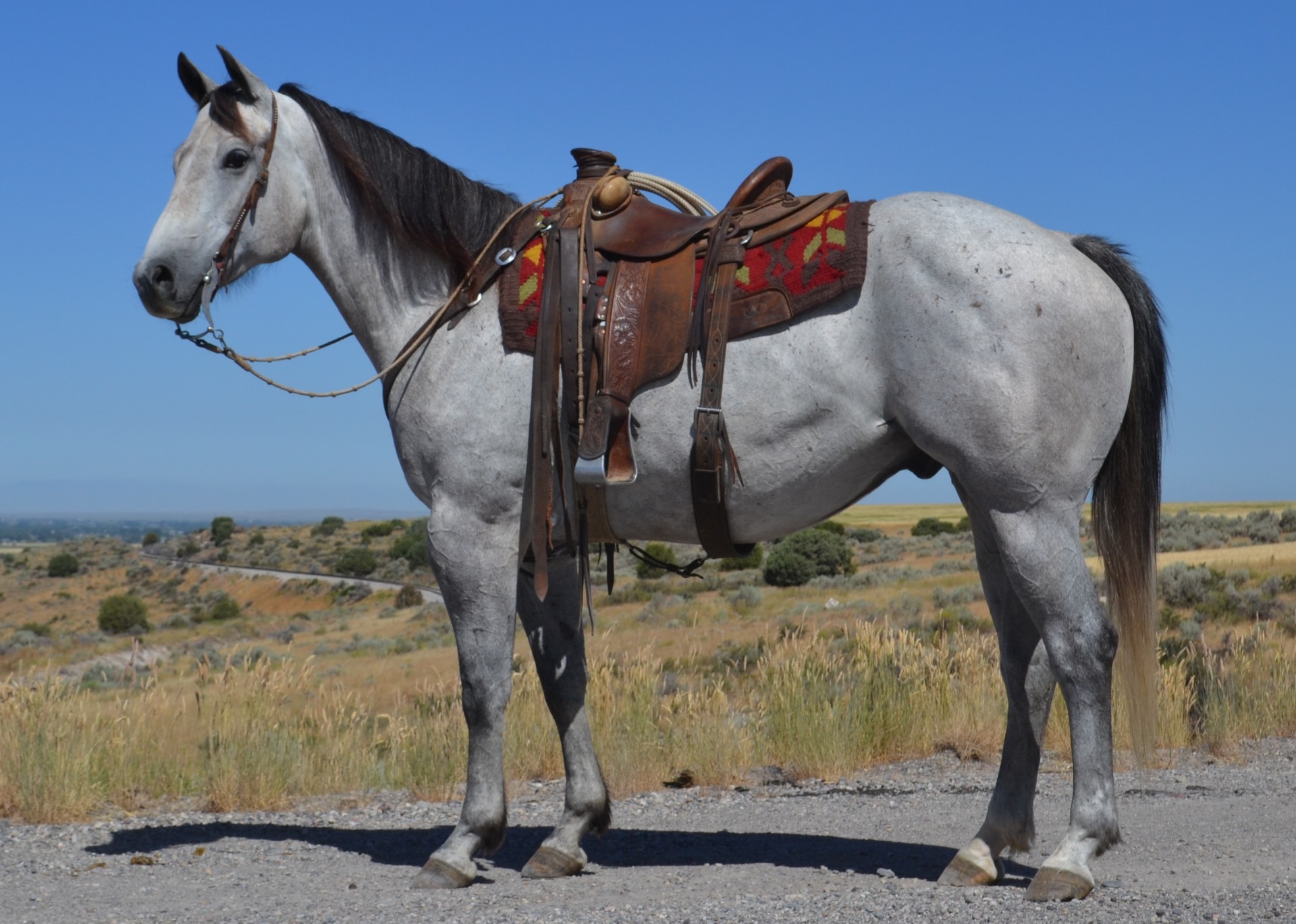 Bullet Playboy - Nice broke gray ranch gelding